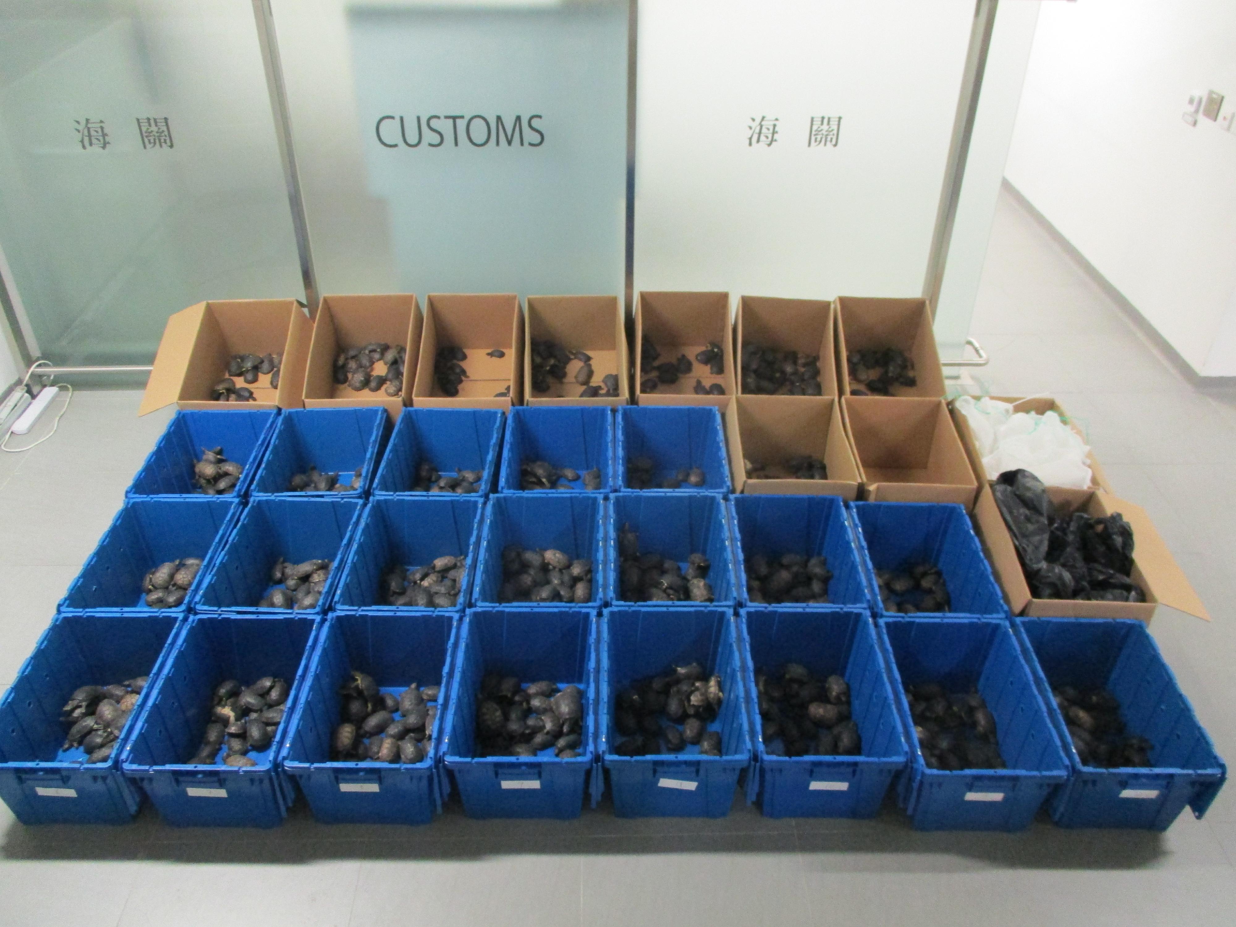 Hong Kong Customs yesterday (March 17) detected a suspected live turtle smuggling case involving an outgoing private car at the Hong Kong-Zhuhai-Macao Bridge Hong Kong Port and seized 986 live turtles, with a total estimated market value of about $1 million. Photo shows the suspected smuggled live turtles seized. 