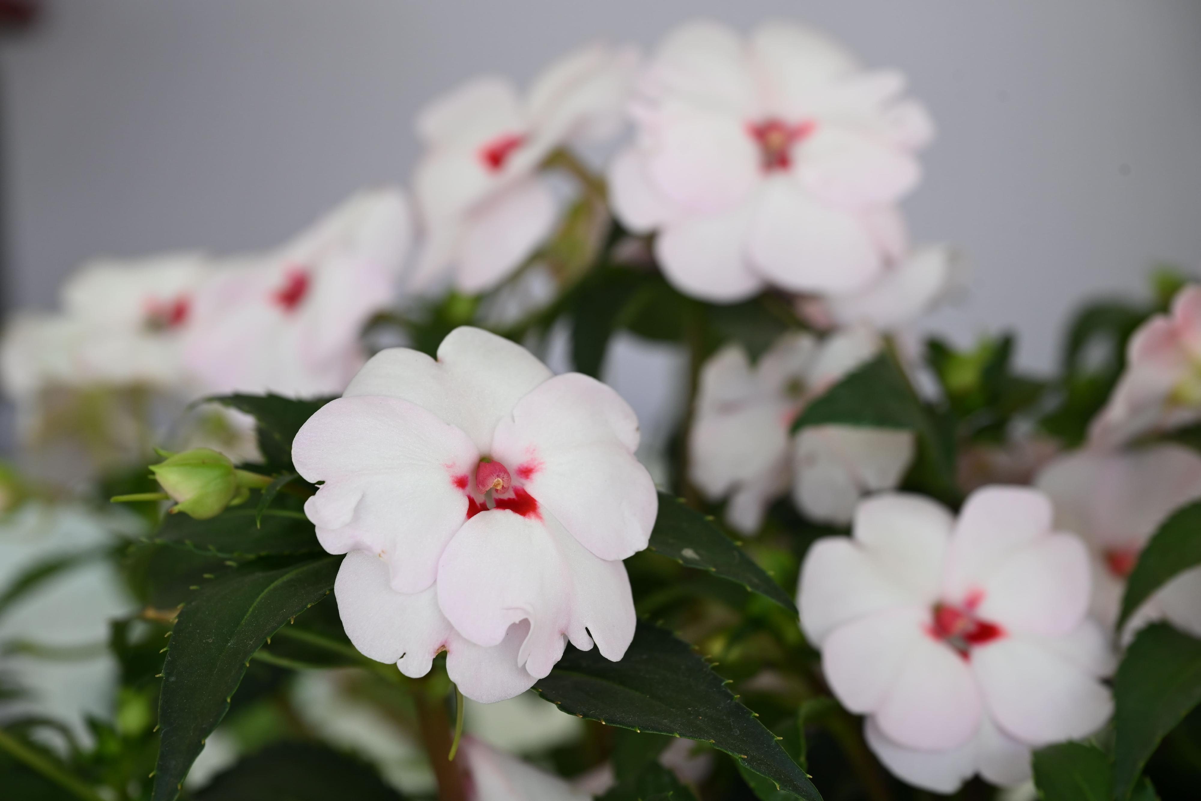 The annual Hong Kong Flower Show extravaganza opened at Victoria Park today (March 20) with some 400 000 flowers on display, including about 40 000 stocks, this year's theme flower, and "A Fragrant Journey through Hong Kong" as the main theme. Photo shows Impatiens hybrids 'Sunpatiens'.