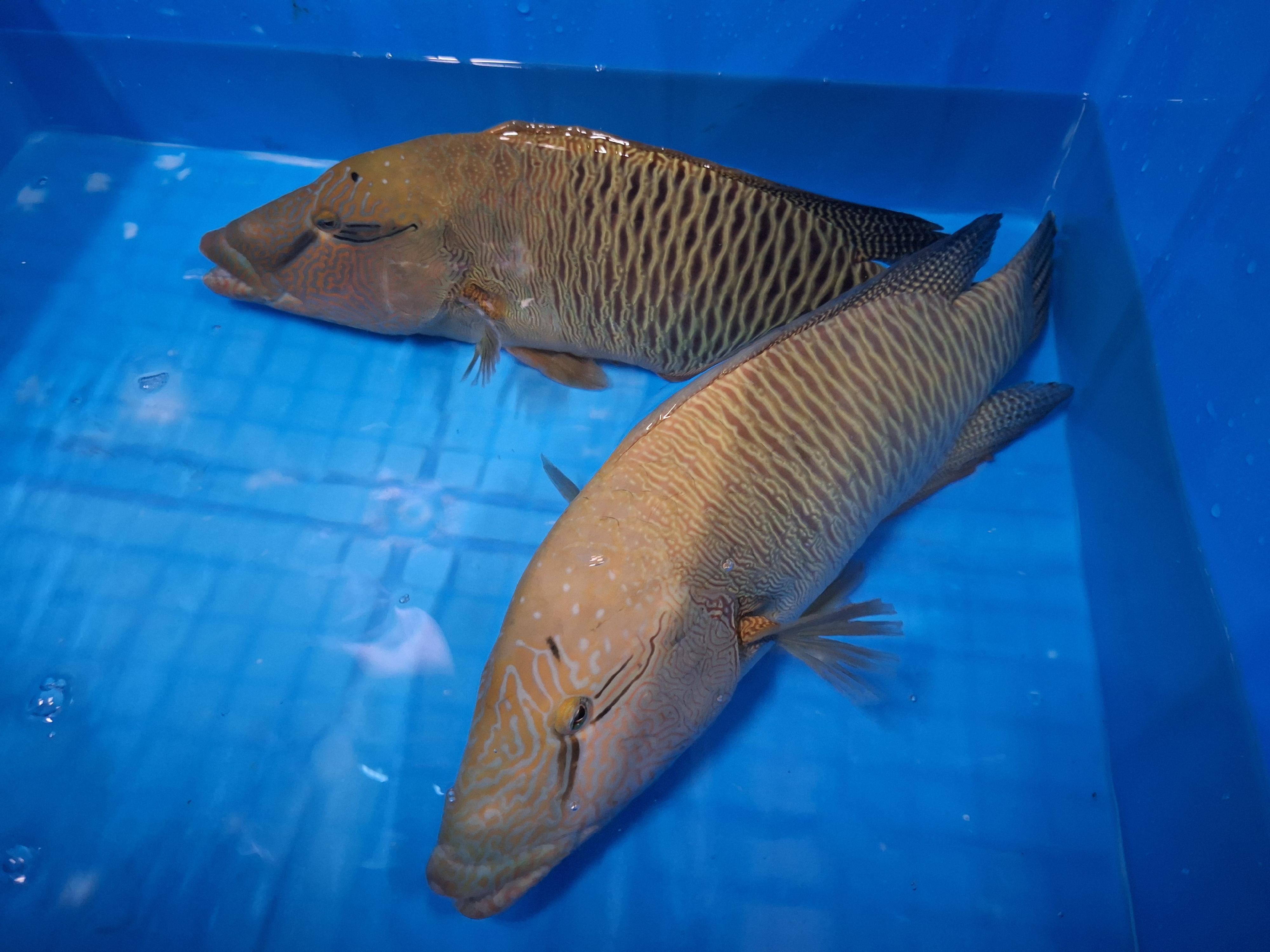 The Agriculture, Fisheries and Conservation Department seized two live humphead wrasses from a restaurant in Lok Fu during an inspection operation yesterday evening (March 19). 