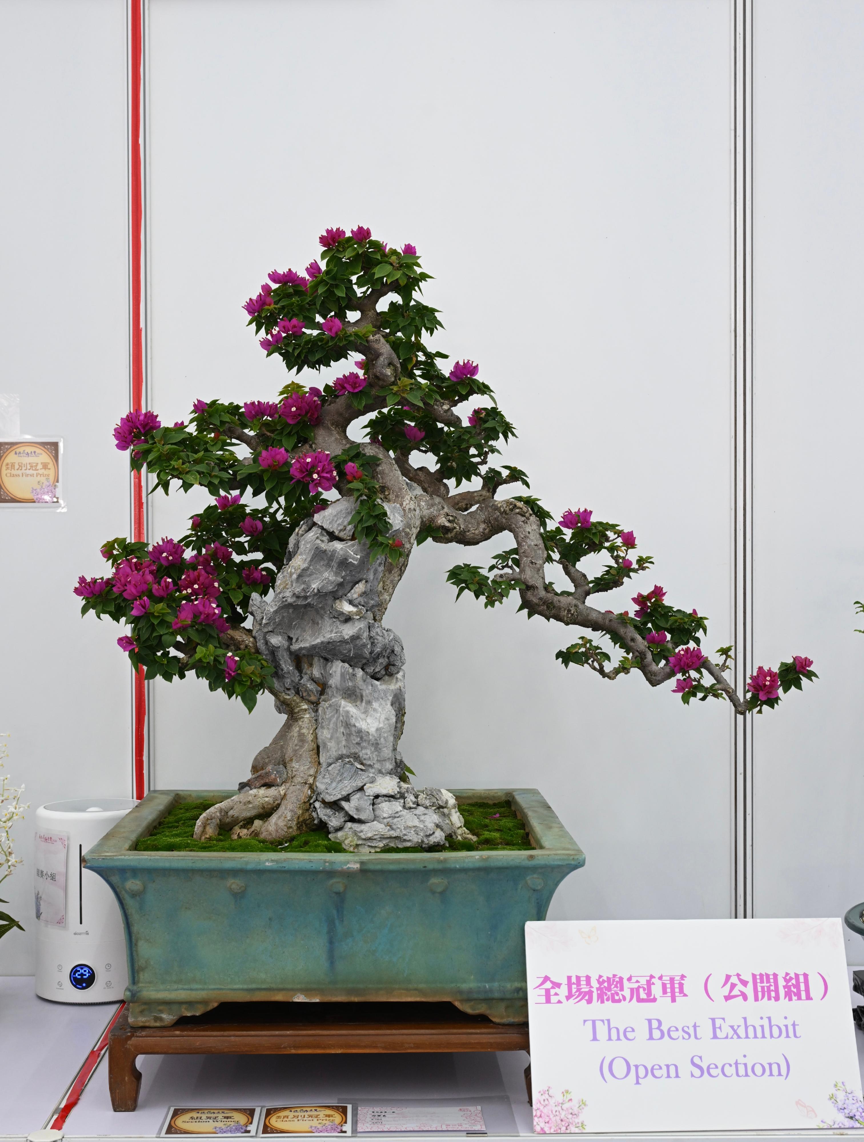 The winners of the plant exhibit competition, which is one of the major activities of the Hong Kong Flower Show, were announced today (March 21). Photo shows the best exhibit in the Open Section, a pot of exquisite flowering bonsai.