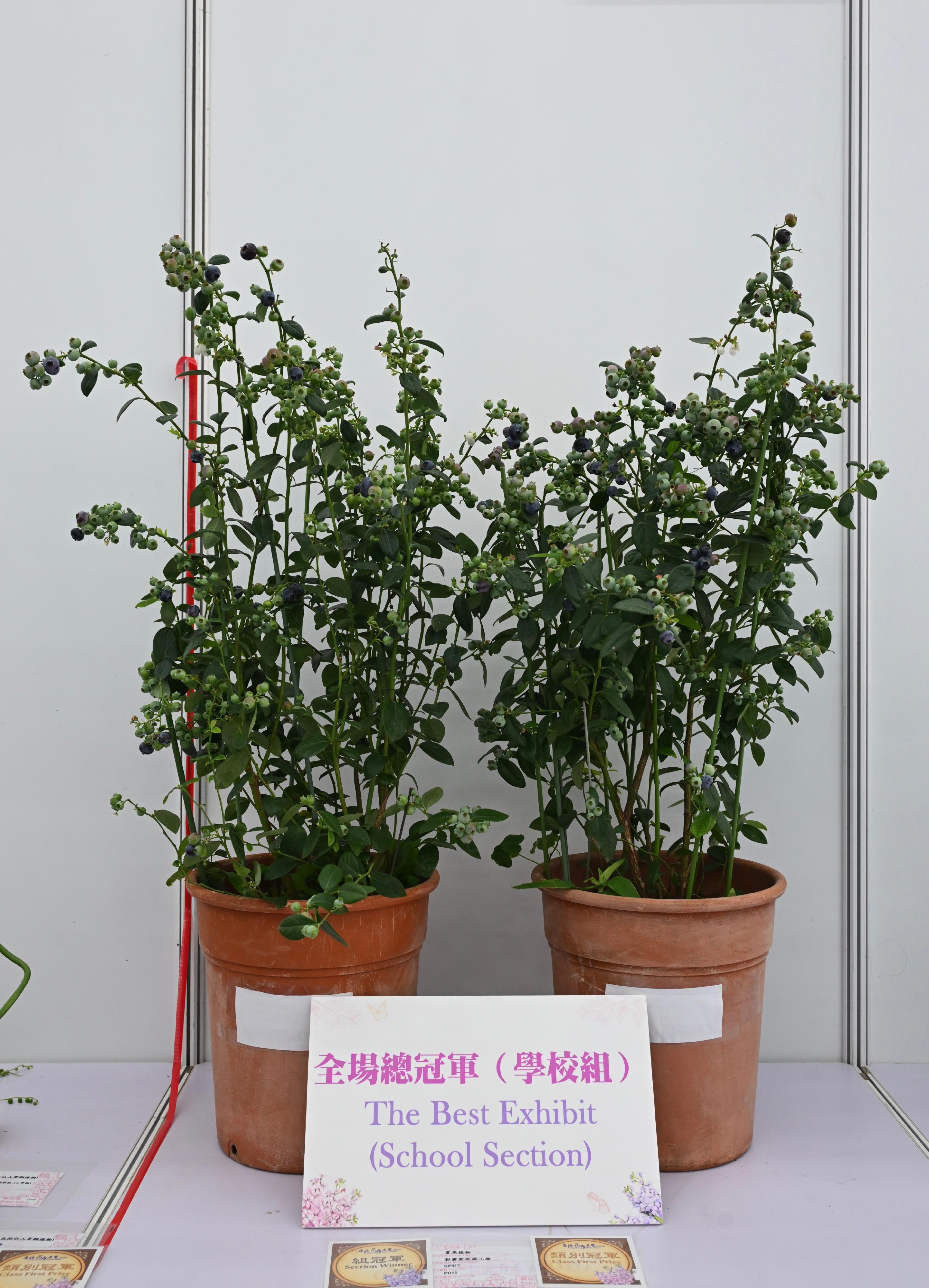 The winners of the plant exhibit competition, which is one of the major activities of the Hong Kong Flower Show, were announced today (March 21). Photo shows the best exhibit in the School Section, two pots of outstanding ornamental fruit plants.