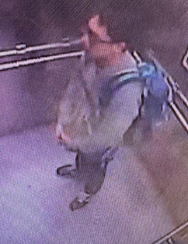 Cheung Leong, aged 38, is about 1.7 metres tall, 55 kilograms in weight and of thin build. He has a long face with yellow complexion and short black hair. He was last seen wearing a pair of black glasses, a light grey long-sleeved shirt, dark trousers, dark sneakers and carrying a blue backpack.