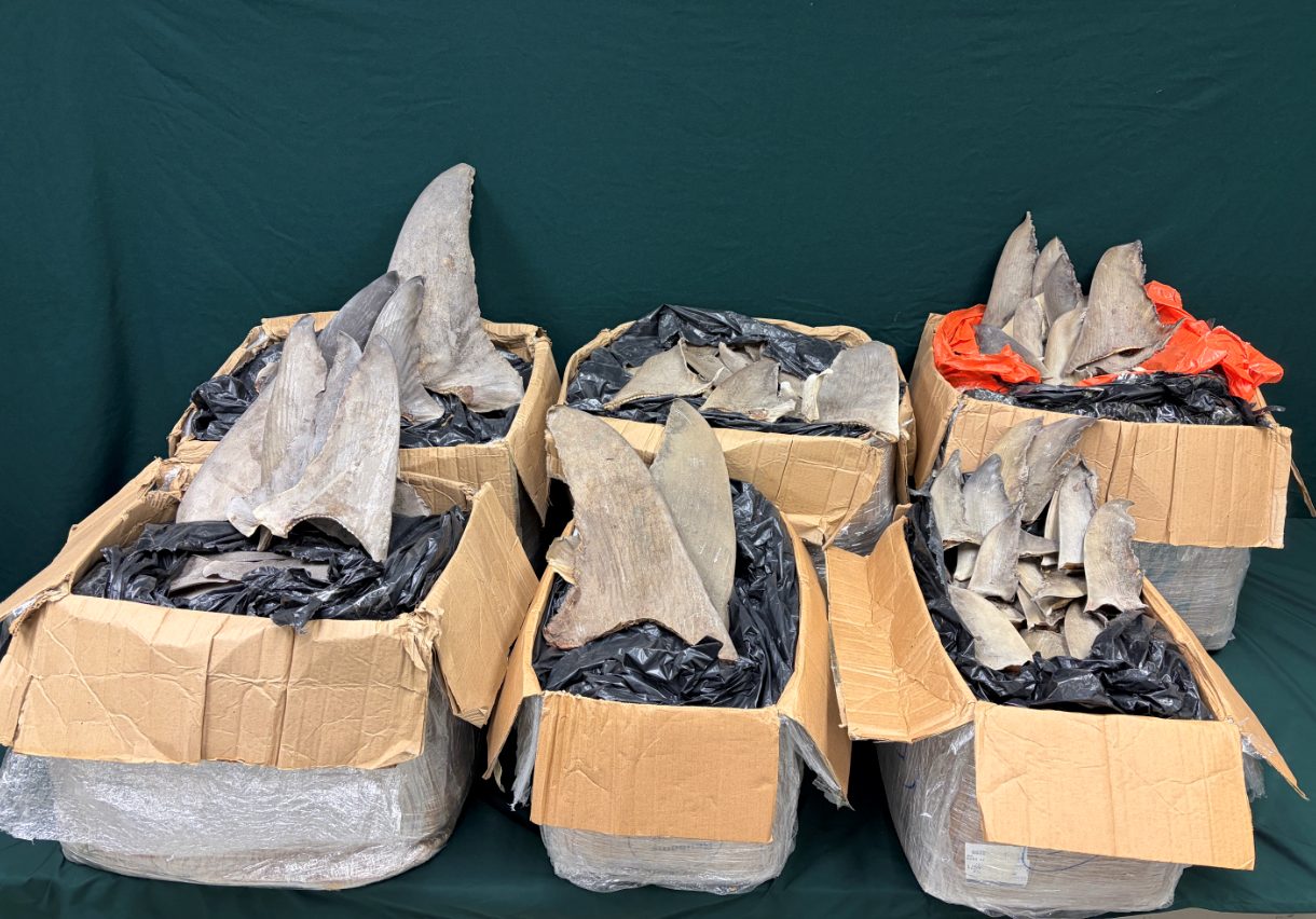 Hong Kong Customs yesterday (April 2) seized about 162 kilograms of suspected scheduled dried shark fins, with an estimated market value of about $280,000. Photo shows the suspected scheduled dried shark fins seized.