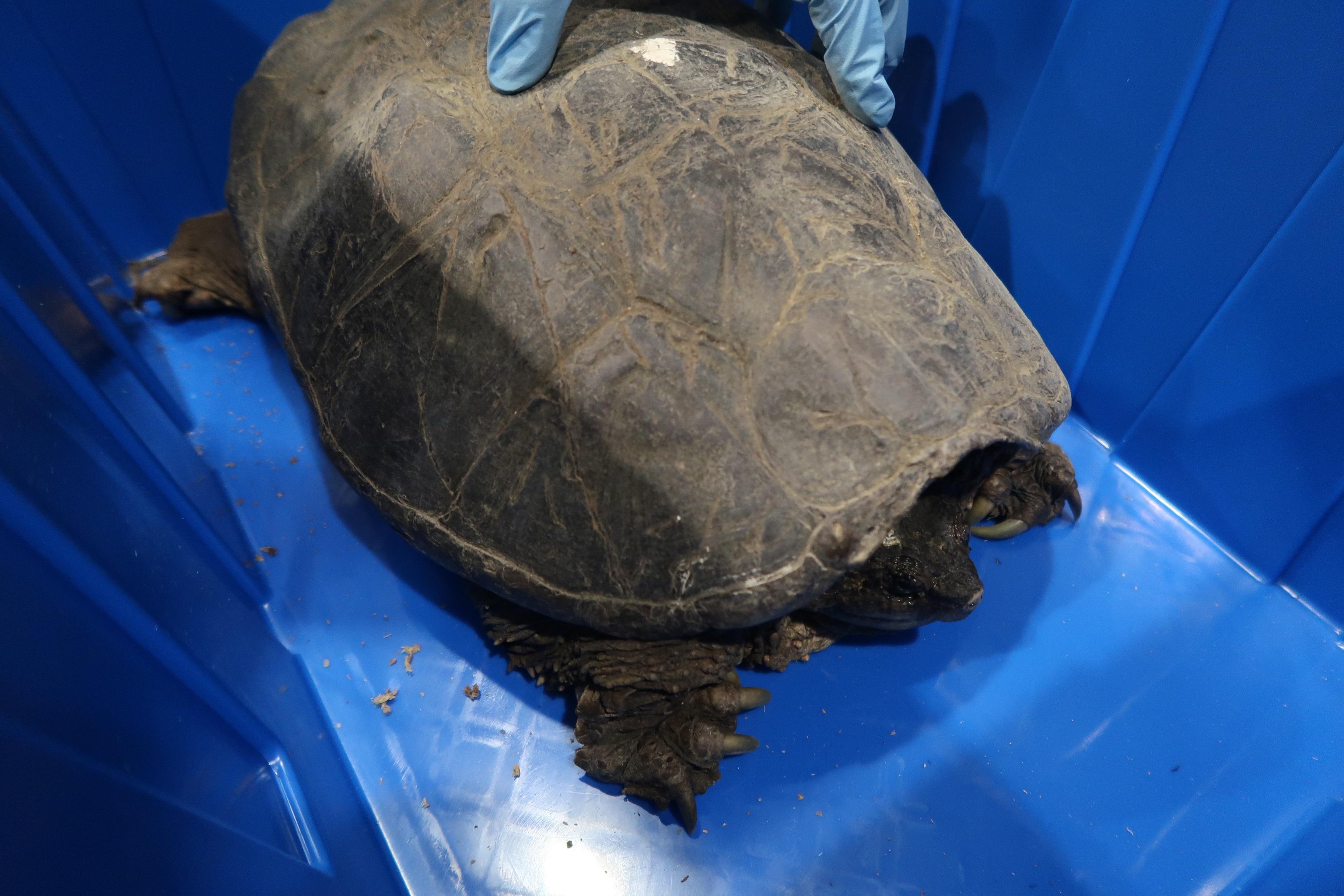 Hong Kong Customs on April 8 detected an endangered species smuggling case involving a medium goods vehicle at the Shenzhen Bay Control Point and seized 106 live turtles and 654 live lizards of suspected scheduled endangered species with an estimated market value of about $580,000. Photo shows one of the live turtles of suspected scheduled endangered species seized.