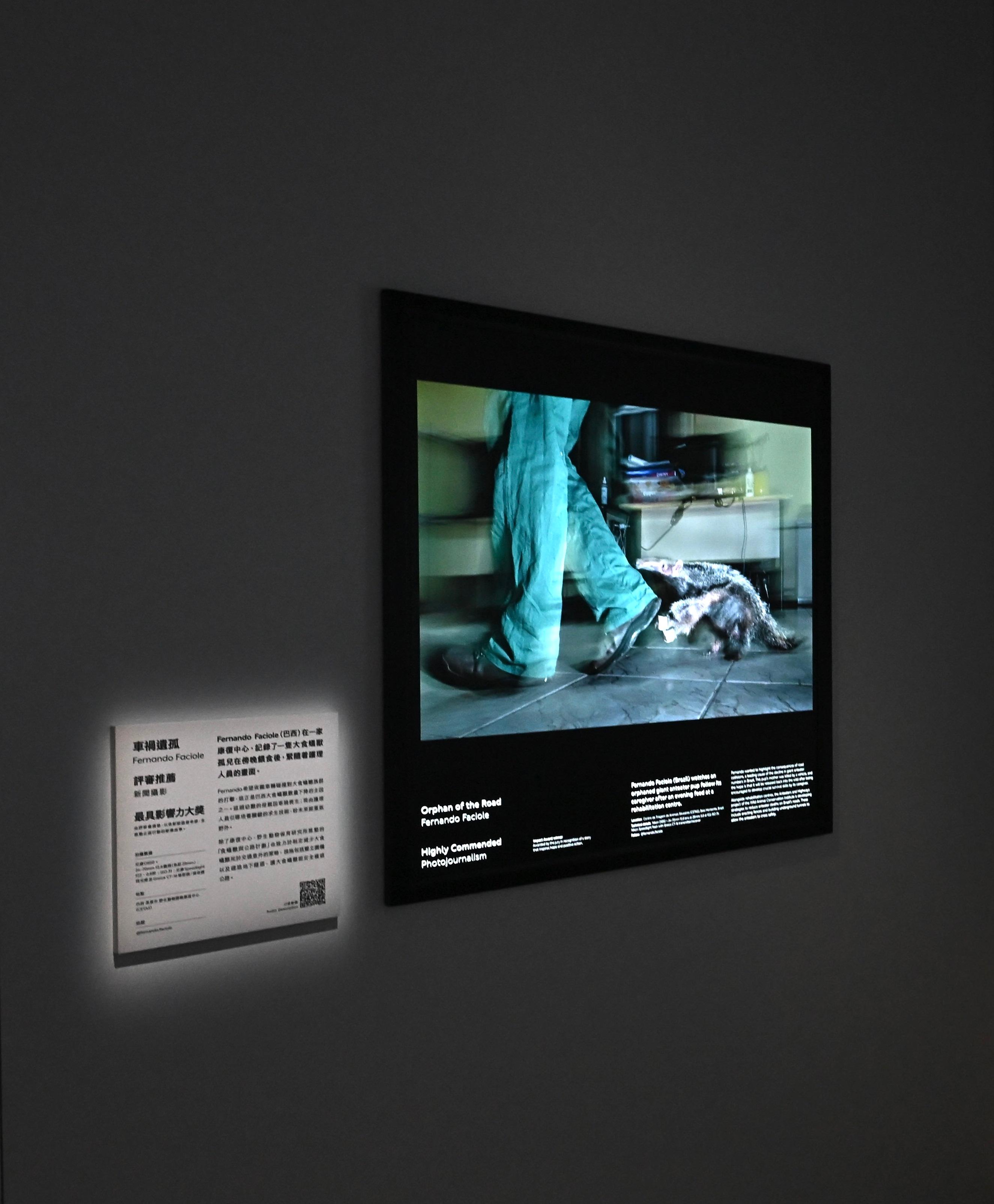 「野外生態攝影年展」展出倫敦自然歷史博物館舉辦的第六十一屆「野外生態攝影大賽」的得獎照片。圖示在「新聞攝影」展區中的作品&mdash;&mdash;「車禍遺孤」，透過拍攝在康復中心的食蟻獸，攝影師希望引發參觀者對生態保育的反思。