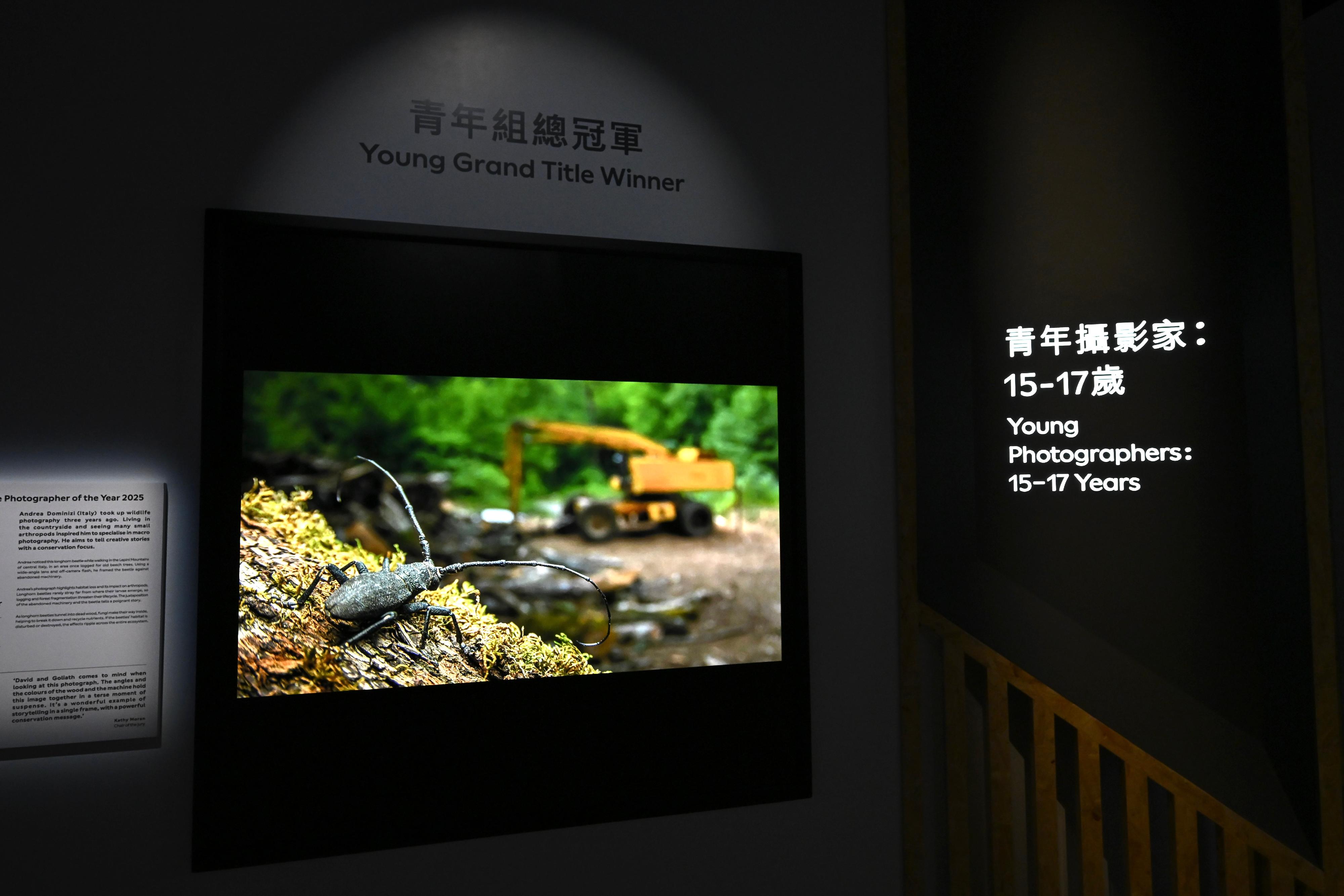 The "Wildlife Photographer of the Year" exhibition showcases award-winning photographs from the 61st Wildlife Photographer of the Year competition organised by the Natural History Museum, London. Photo shows "After the Destruction" by the Young Grand Title Winner, Andrea Dominizi, from Italy. The photographer highlights the impact of habitat loss on longhorn beetles and conveys the message of ecological conservation through his work.