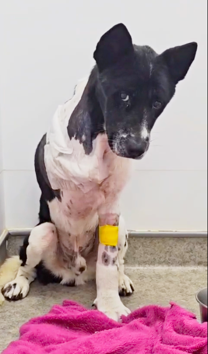 The Office of The Ombudsman today (April 16) announced the results of a direct investigation operation into the Government's work in combating cruelty to animals. Photo shows an injured dog which had been abused.