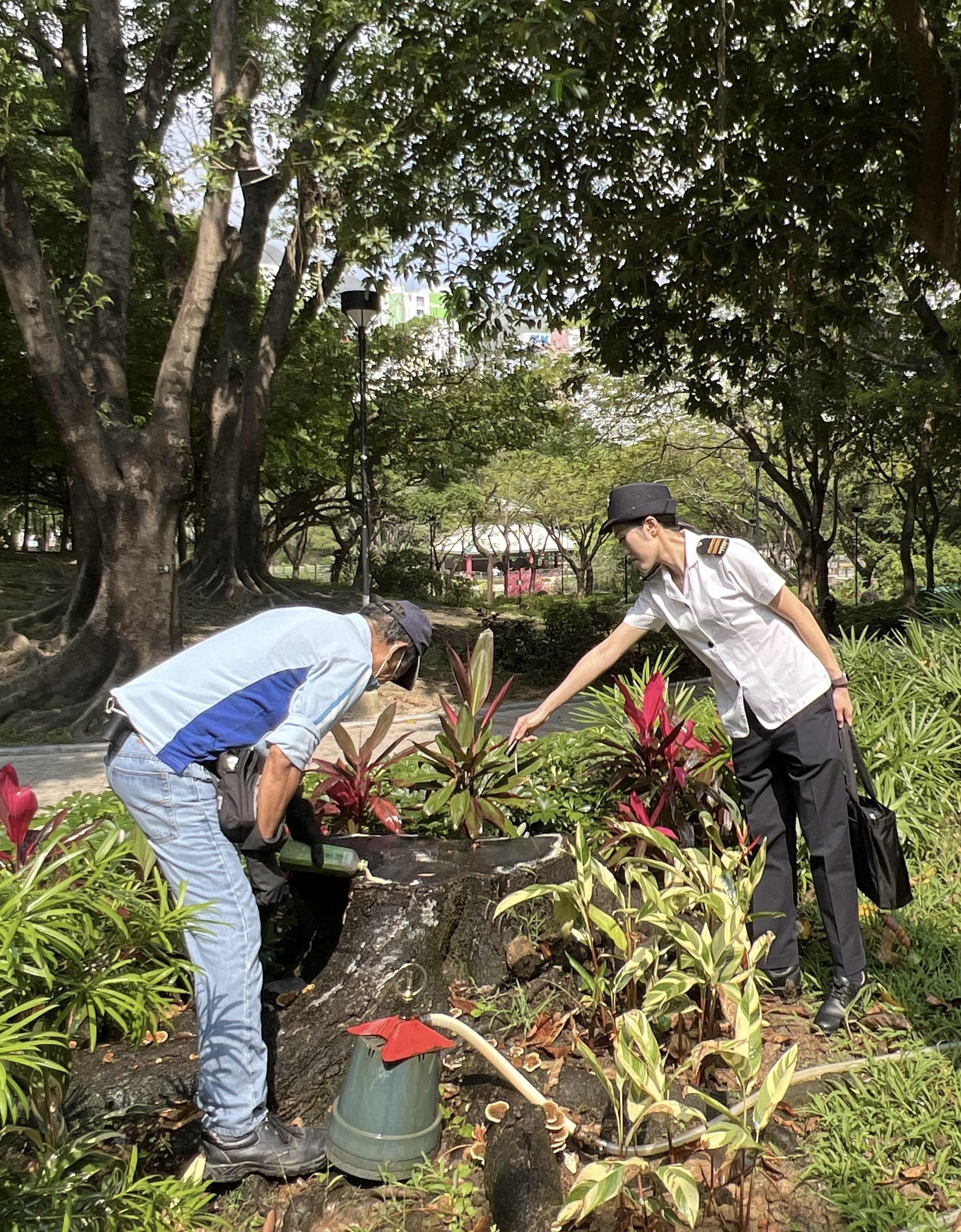 The Food and Environmental Hygiene Department (FEHD) today (April 23) released the third batch of gravidtrap indexes and density indexes for Aedes albopictus in April, covering 25 survey areas. Photo shows an FEHD staff member inspecting a park in Tuen Mun South, Tuen Mun District. As a tree hole was discovered with stagnant water, the FEHD staff member thus instructed the venue management staff member to apply larvicides, preventing mosquito breeding. 