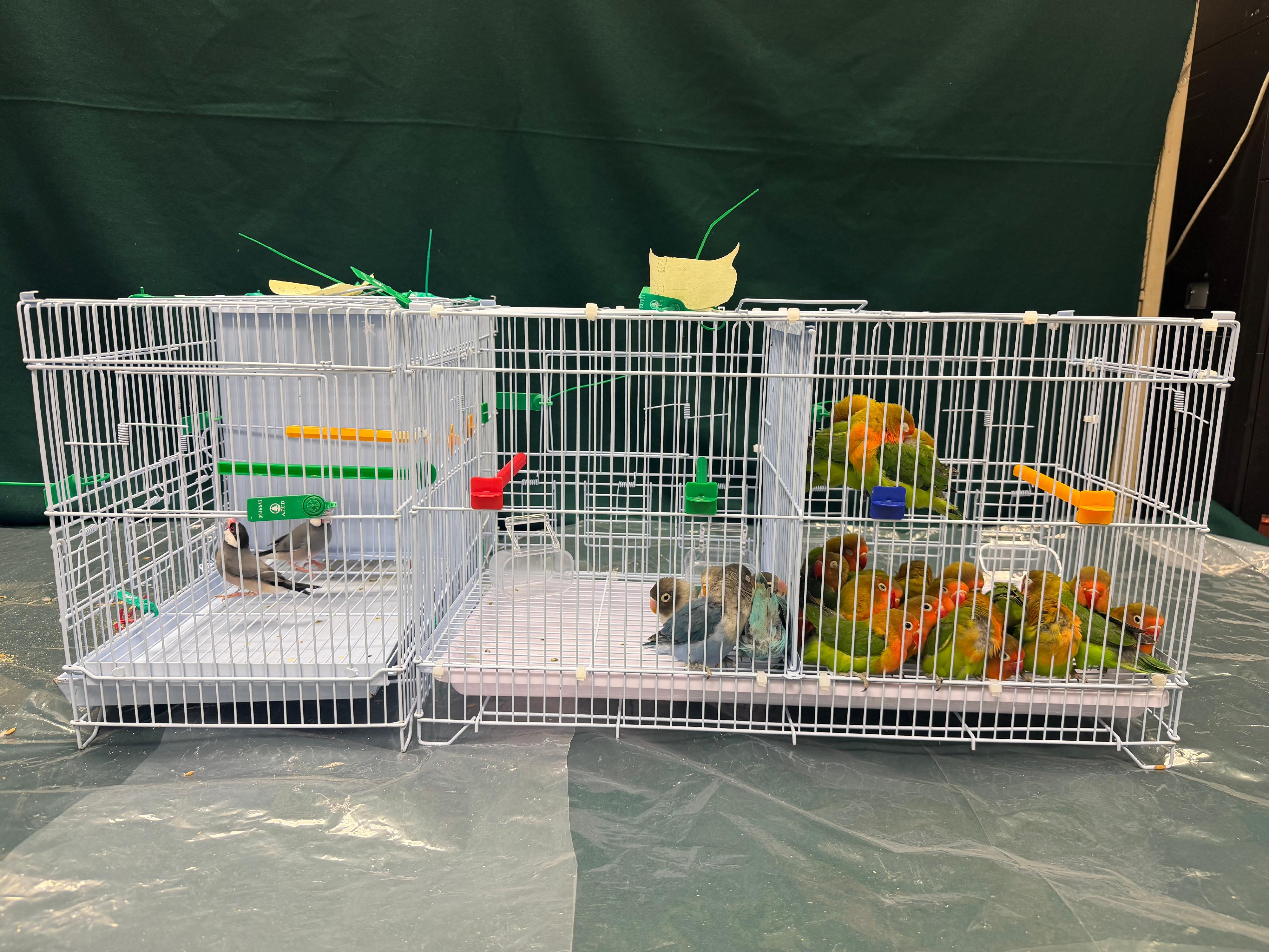 Hong Kong Customs yesterday (April 22) seized 26 illegally imported live birds of suspected scheduled endangered species and 215 live birds, with an estimated market value of about $58,000, at the Lo Wu Control Point. Photo shows the live birds of suspected scheduled endangered species seized.
