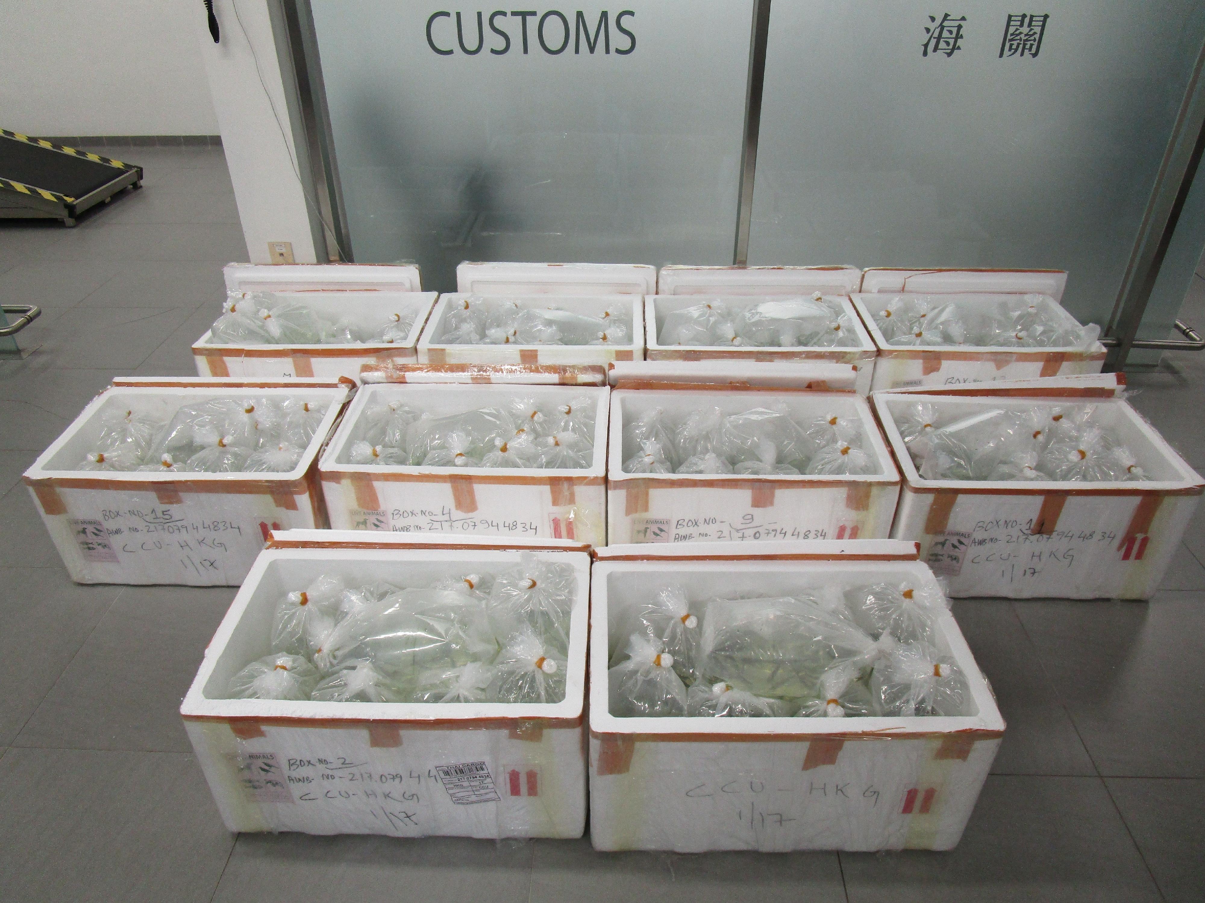 Hong Kong Customs today (April 29) detected an endangered species smuggling case involving a cross-boundary private car at the Hong Kong-Zhuhai-Macao Bridge Hong Kong Port and seized 1 366 live arapaimas of suspected scheduled endangered species, with a total estimated market value of about $100,000. Photo shows the live arapaimas of suspected scheduled endangered species seized.


