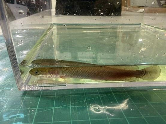 Hong Kong Customs today (April 29) detected an endangered species smuggling case involving a cross-boundary private car at the Hong Kong-Zhuhai-Macao Bridge Hong Kong Port and seized 1 366 live arapaimas of suspected scheduled endangered species, with a total estimated market value of about $100,000. Photo shows one of the live arapaimas of suspected scheduled endangered species.