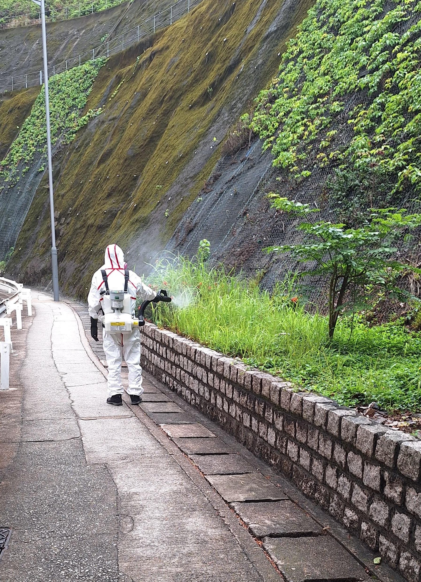 The Food and Environmental Hygiene Department (FEHD) today (April 30) released the fifth batch of gravidtrap indexes and density indexes for Aedes albopictus in April, covering 39 survey areas. Photo shows a staff member of the FEHD's contractor conducting fogging operation to eliminate adult mosquitoes in Kwai Chung East, Kwai Tsing District.