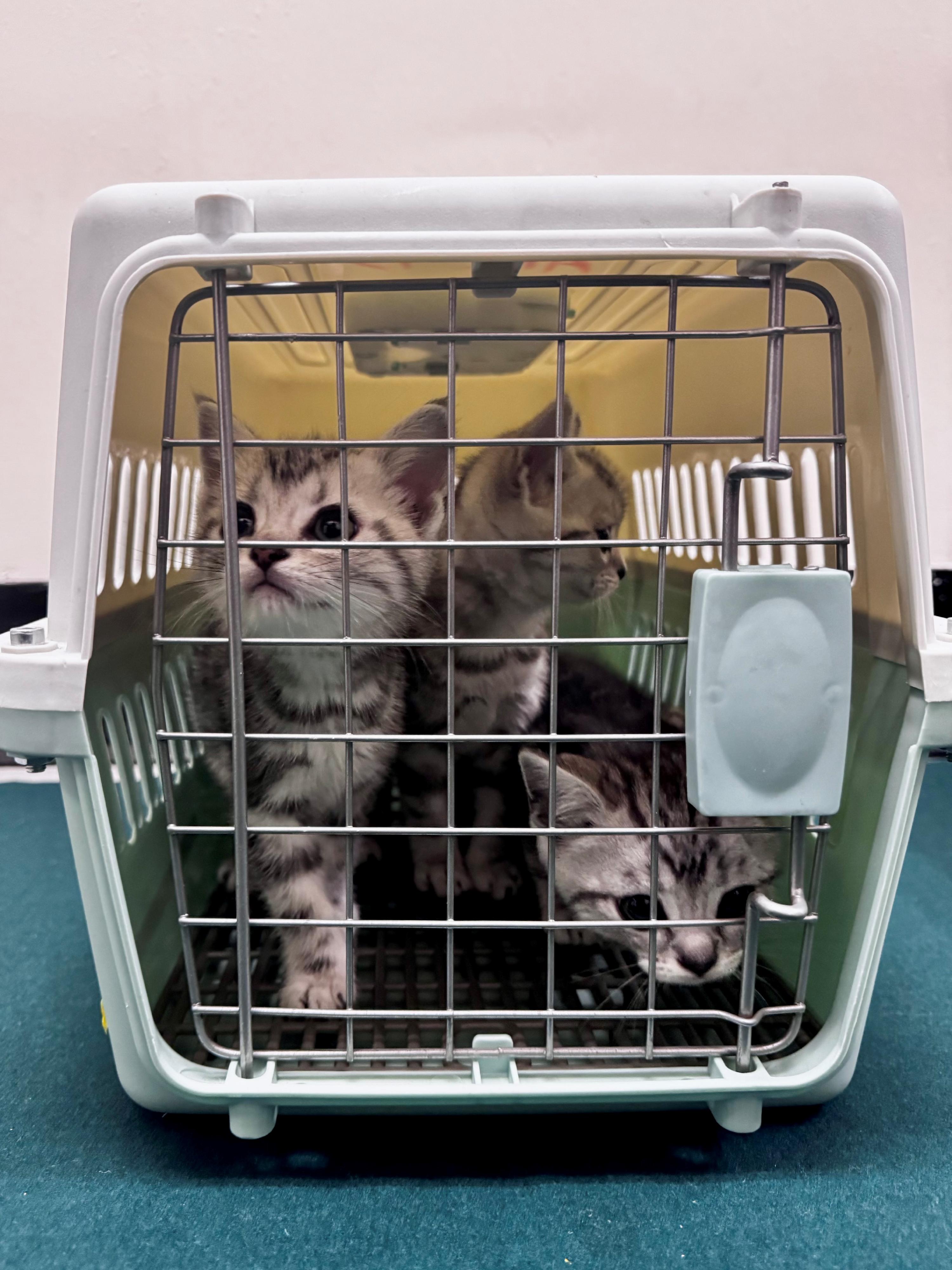 香港海關偵破懷疑非法進口動物案件