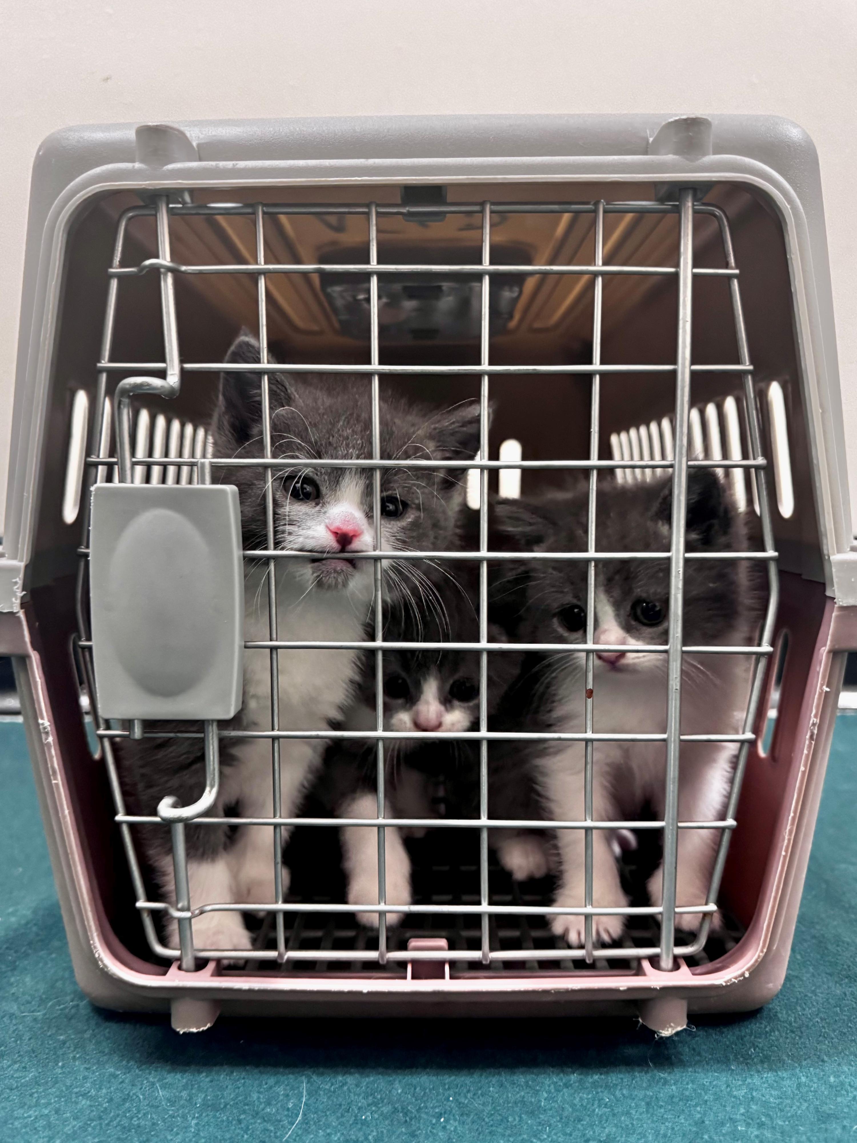 Hong Kong Customs today (May 11) detected two suspected cases of illegal importing of animals at the Lok Ma Chau Spur Line Control Point. Six suspected illegally imported live cats with a total estimated market value of about $60,000 were seized. Photo shows the suspected illegally imported live cats seized from the personal baggage of a 41-year-old incoming female passenger.