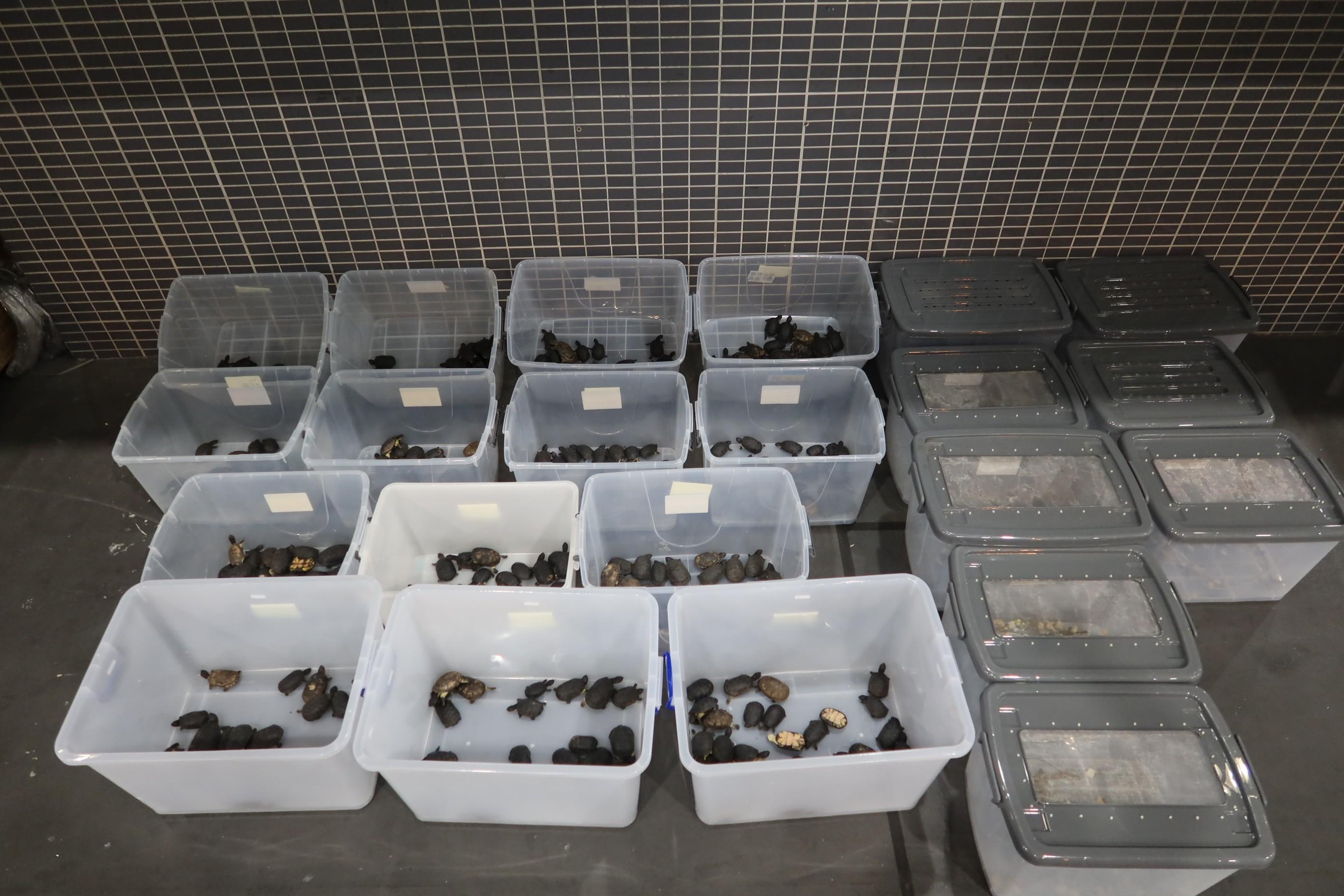 Hong Kong Customs yesterday (May 18) detected two smuggling export cases involving cross-boundary private cars at the Shenzhen Bay Control Point and Hong Kong-Zhuhai-Macao Bridge Hong Kong Port respectively, and seized 427 live turtles, eight turtle eggs and 222 live lizards with a total estimated market value of about $521,000. Photo shows the live lizards and live turtles seized in the first case.