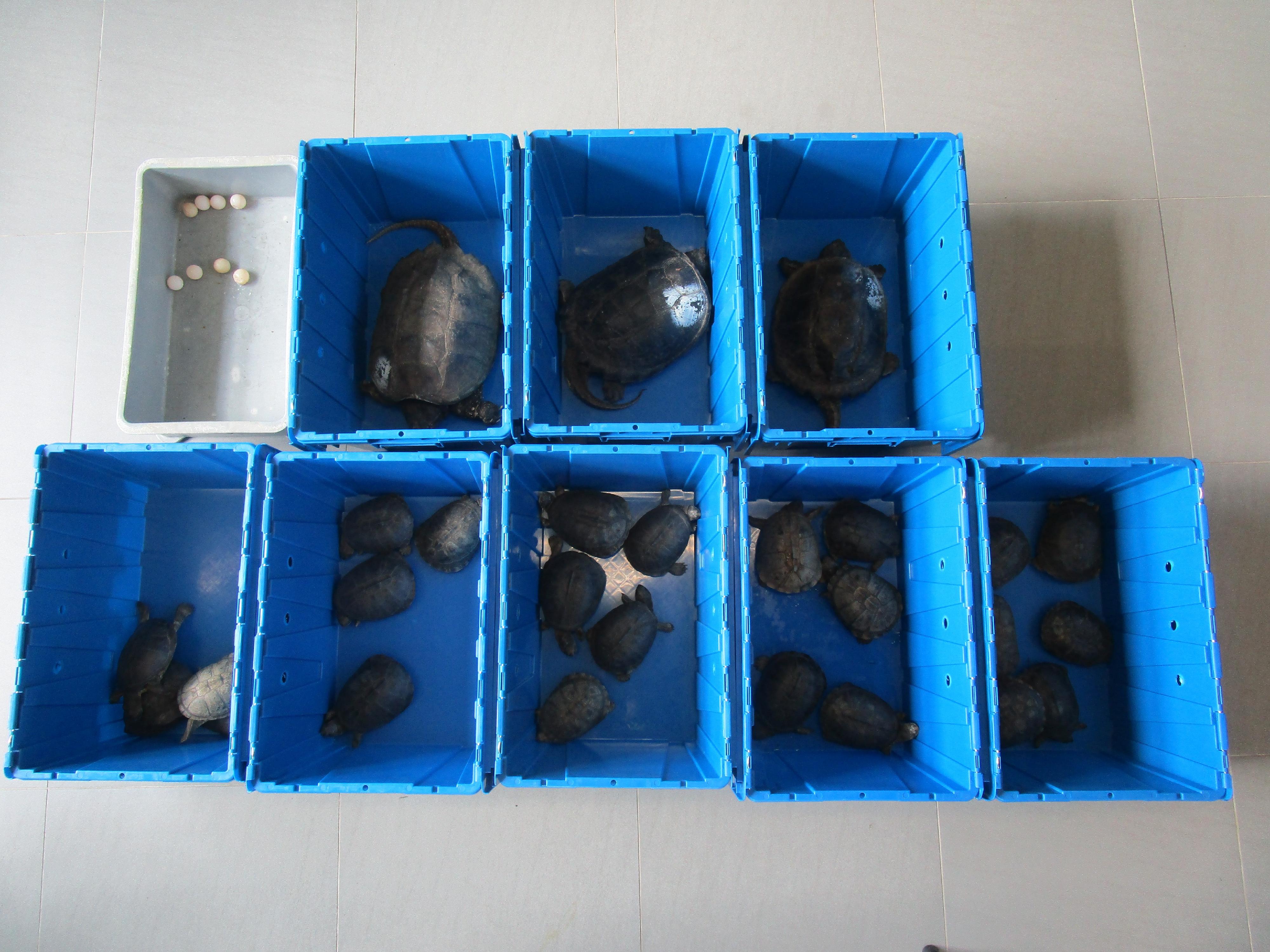 Hong Kong Customs yesterday (May 18) detected two smuggling export cases involving cross-boundary private cars at the Shenzhen Bay Control Point and Hong Kong-Zhuhai-Macao Bridge Hong Kong Port respectively, and seized 427 live turtles, eight turtle eggs and 222 live lizards with a total estimated market value of about $521,000. Photo shows the live turtles and turtle eggs seized in the second case.