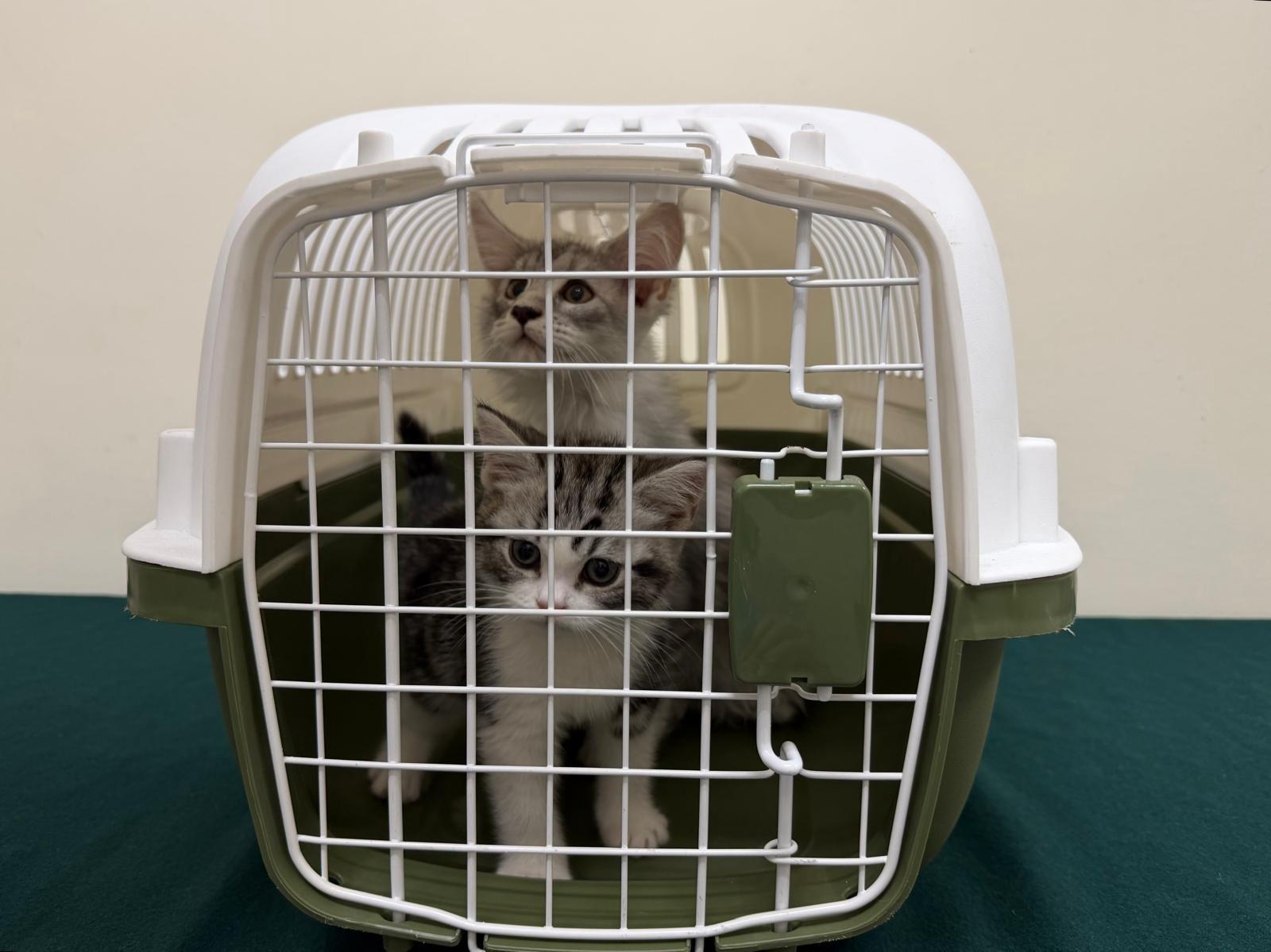 Hong Kong Customs yesterday (May 20) detected two suspected cases of illegal importing of animals at the Lok Ma Chau Spur Line Control Point. Four suspected illegally imported live cats with a total estimated market value of about $70,000 were seized. Photo shows two suspected illegally imported live cats seized from the personal baggage of a 61-year-old incoming female passenger.