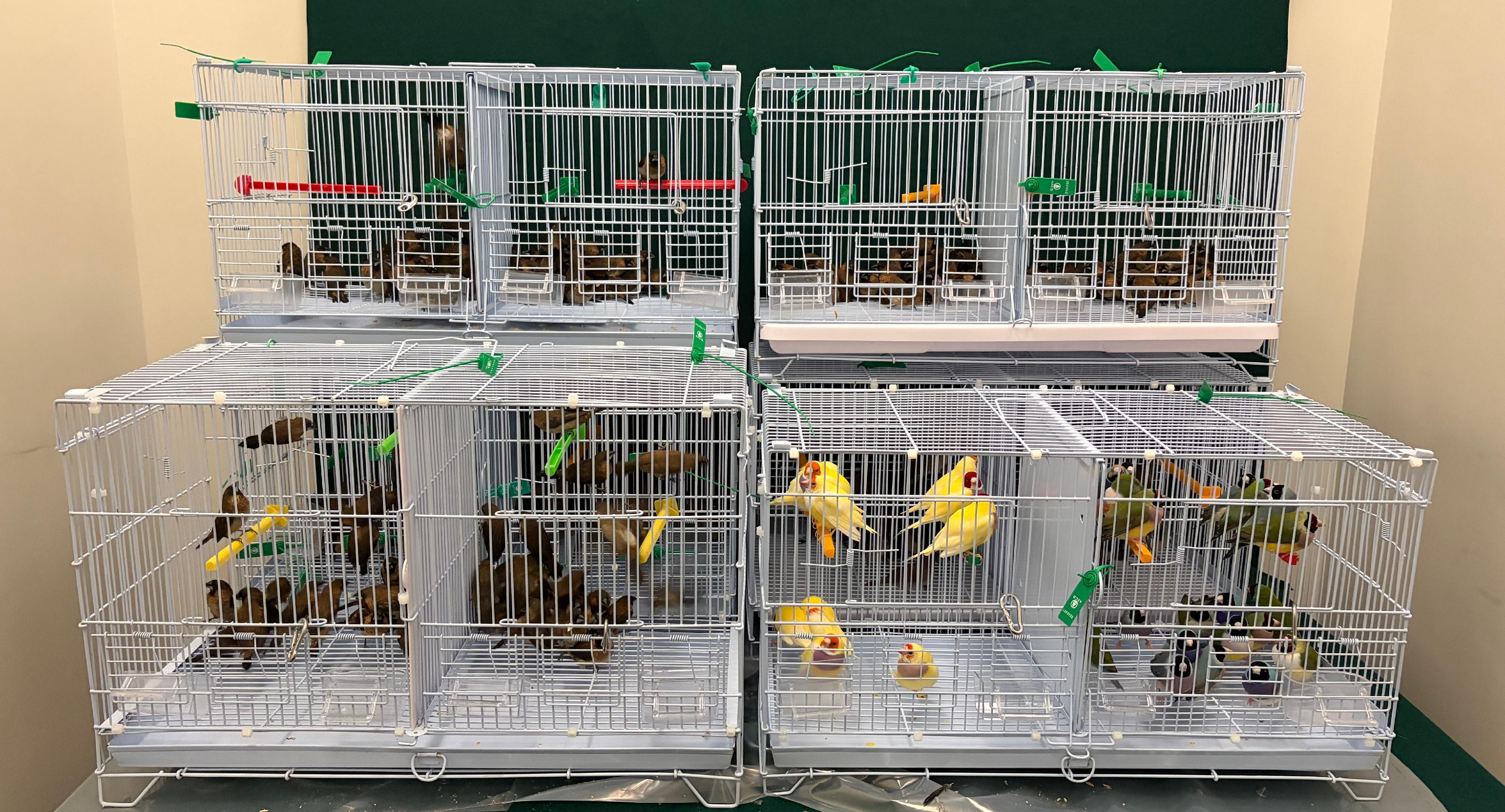 香港海關昨日(五月二十二日)在香園圍邊境管制站偵破一宗懷疑非法進口活雀鳥的案件,檢獲278隻活雀鳥,估計市值約八百元。圖示檢獲的懷疑非法進口活雀鳥。