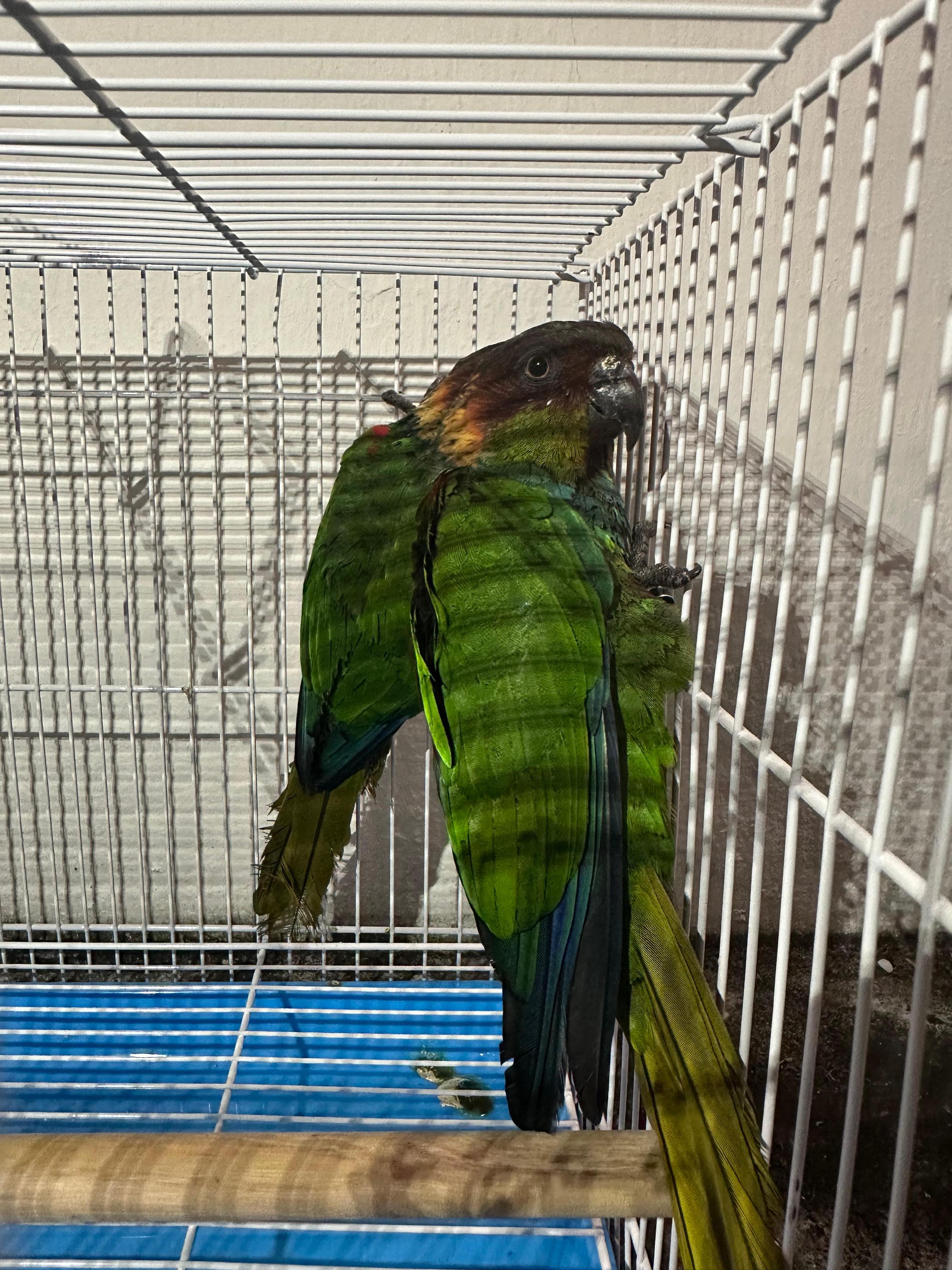 The Agriculture, Fisheries and Conservation Department conducted a blitz operation yesterday (May 26) at private land in Lau Fau Shan, seizing a total of 18 endangered parrots and arresting two men. Photo shows two of the seized blue-throated conures.