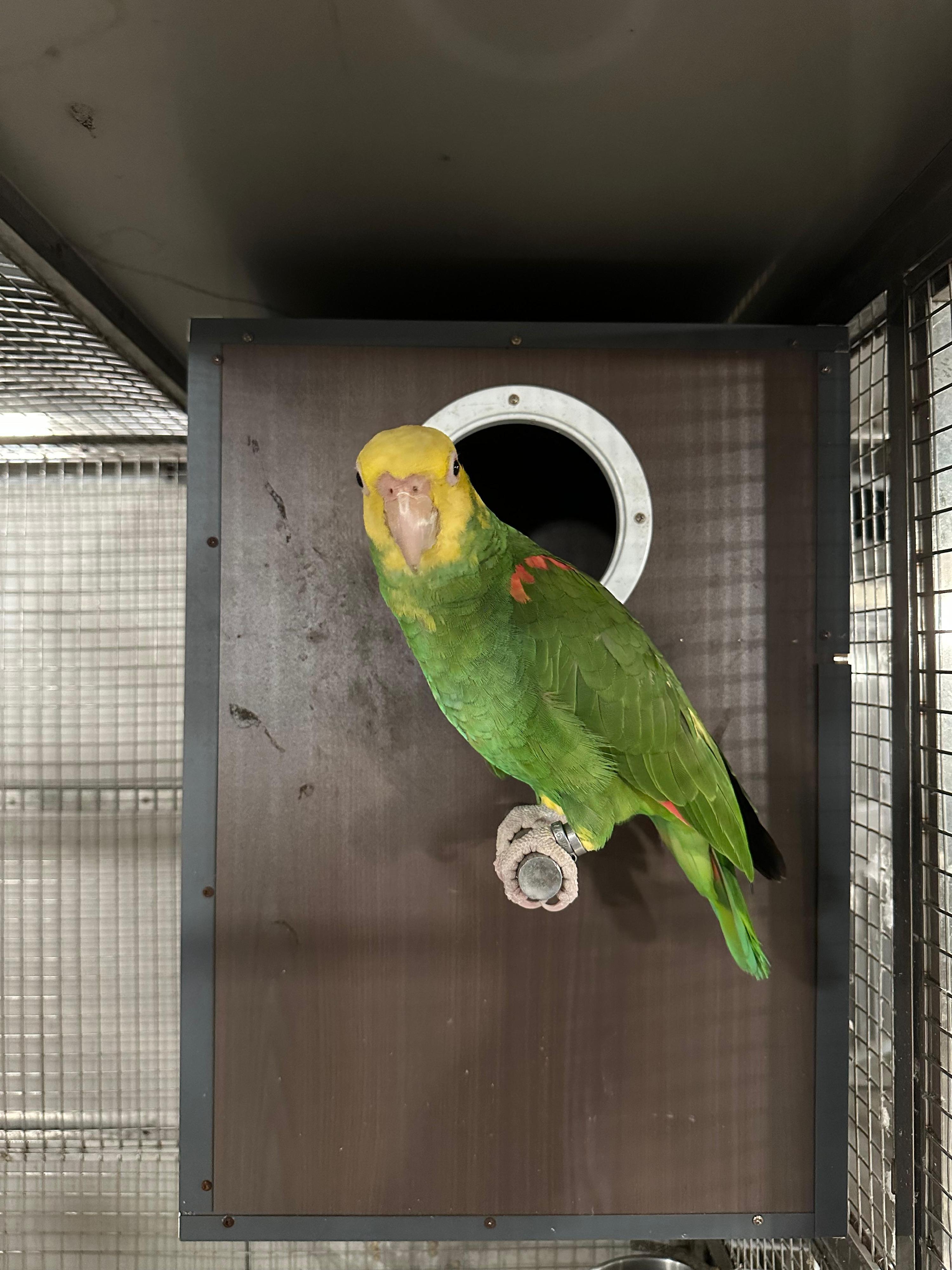 The Agriculture, Fisheries and Conservation Department conducted a blitz operation yesterday (May 26) at private land in Lau Fau Shan, seizing a total of 18 endangered parrots and arresting two men. Photo shows one of the seized yellow-headed amazon parrots.