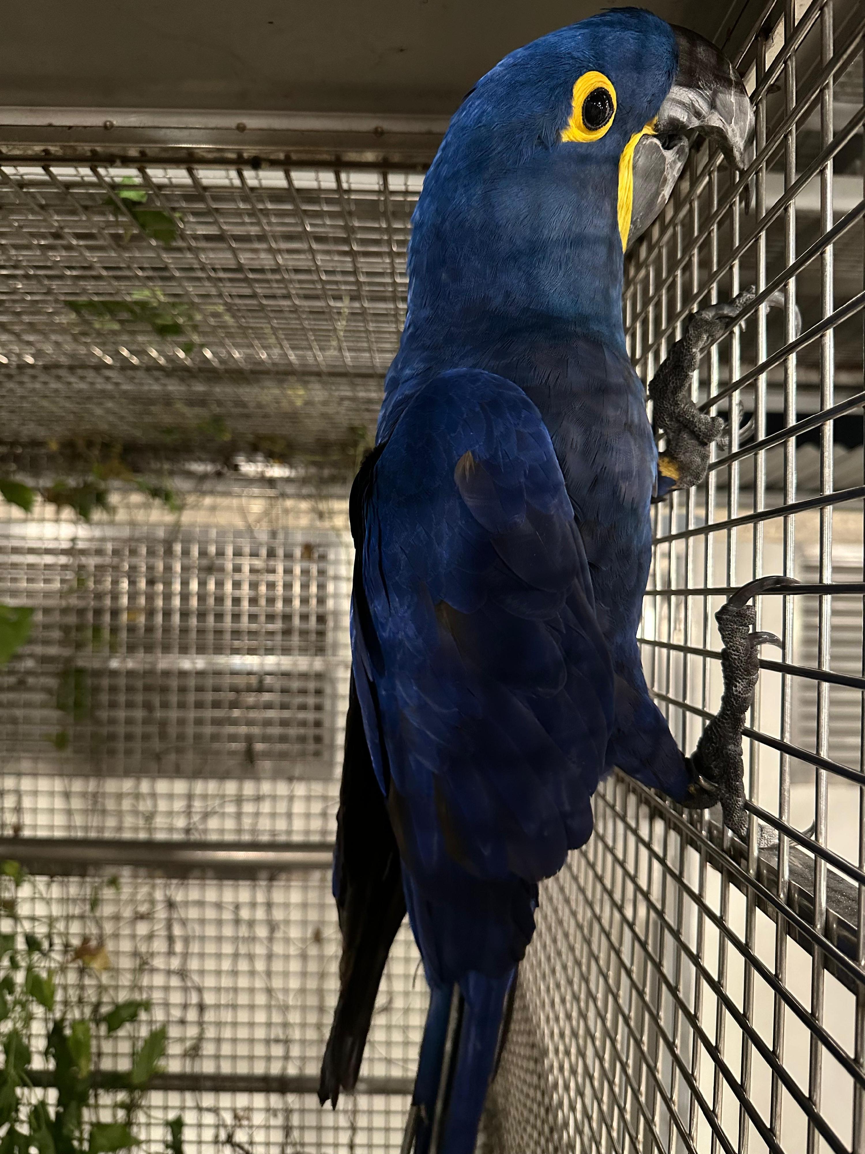 The Agriculture, Fisheries and Conservation Department conducted a blitz operation yesterday (May 26) at private land in Lau Fau Shan, seizing a total of 18 endangered parrots and arresting two men. Photo shows the seized hyacinth macaw.