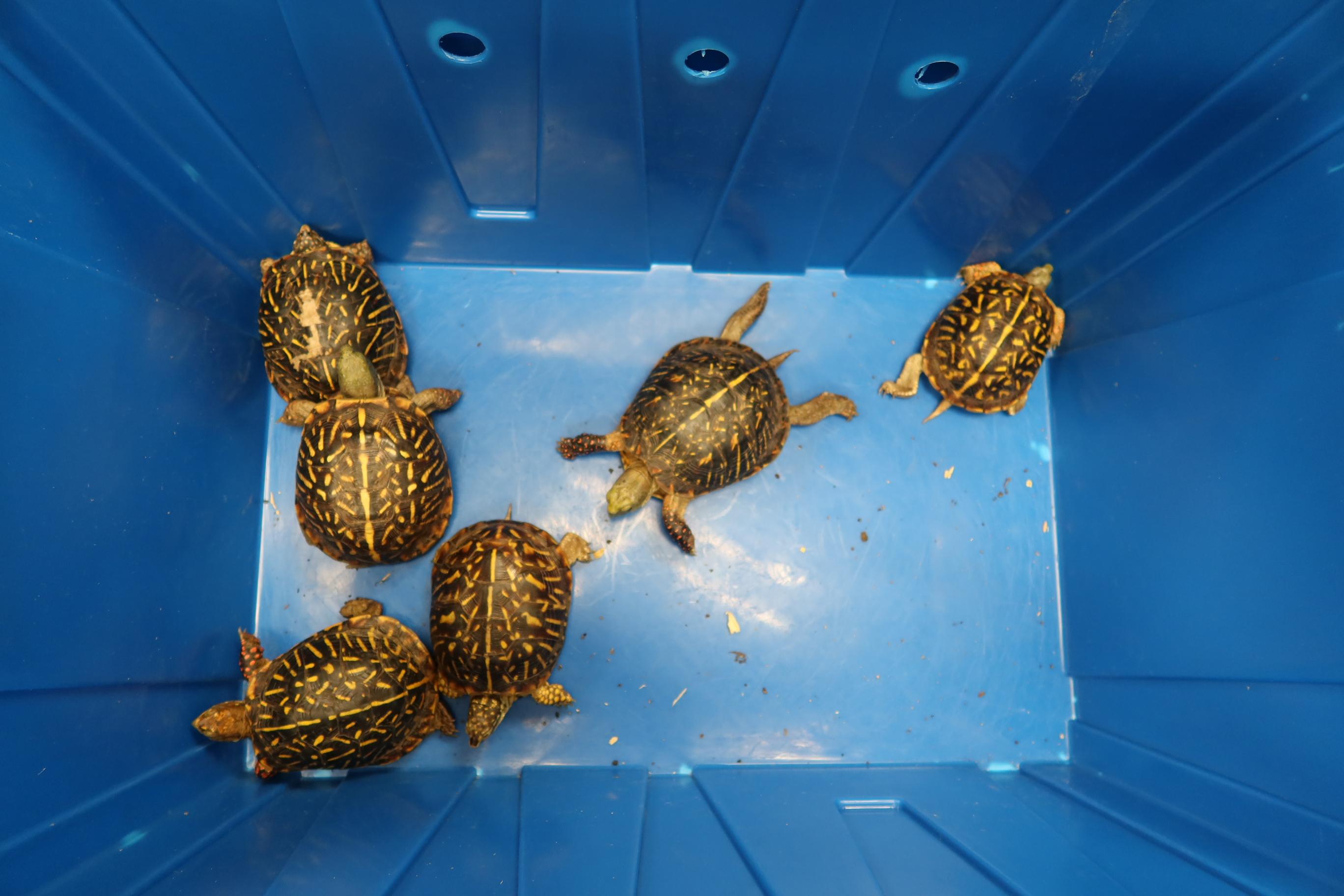 Hong Kong Customs today (May 29) seized 153 turtles of suspected scheduled endangered species at the Shenzhen Bay Control Point, with a total estimated market value of about $1.58 million. Photo shows some of the suspected scheduled endangered turtles seized.
