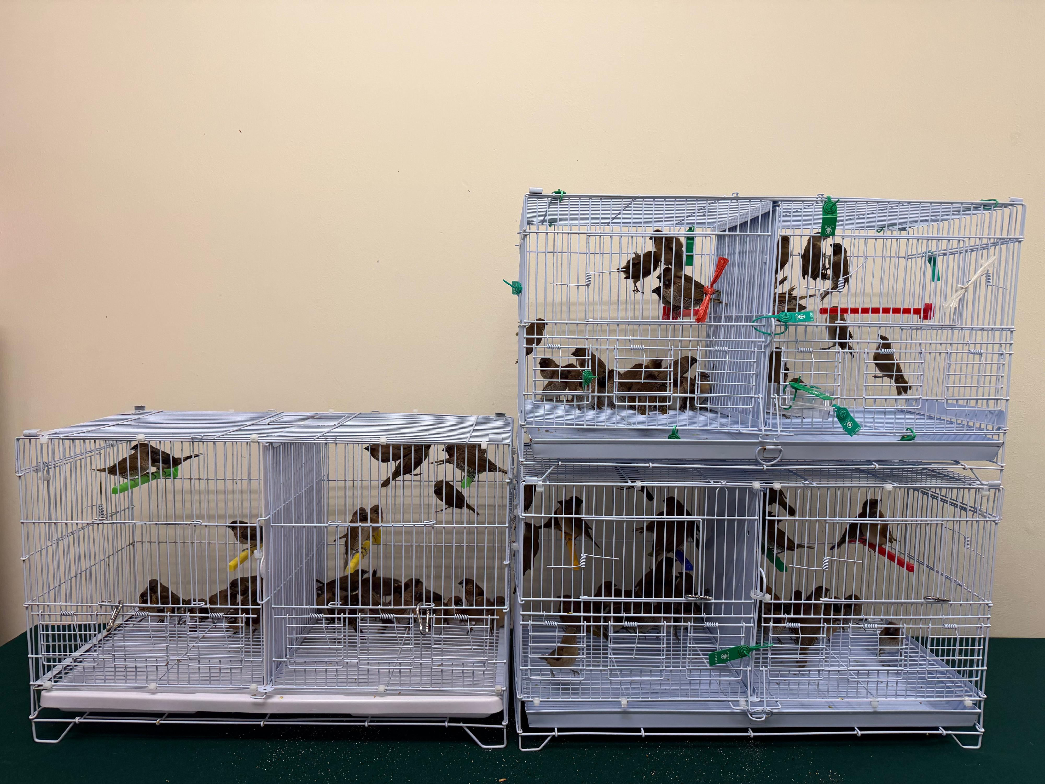 Hong Kong Customs today (June 1) detected a suspected case of illegally importing live birds at the Lok Ma Chau Spur Line Control Point. One hundred and fifty live birds with an estimated market value of about $30,000 were seized. Photo shows the suspected illegally imported live birds seized.