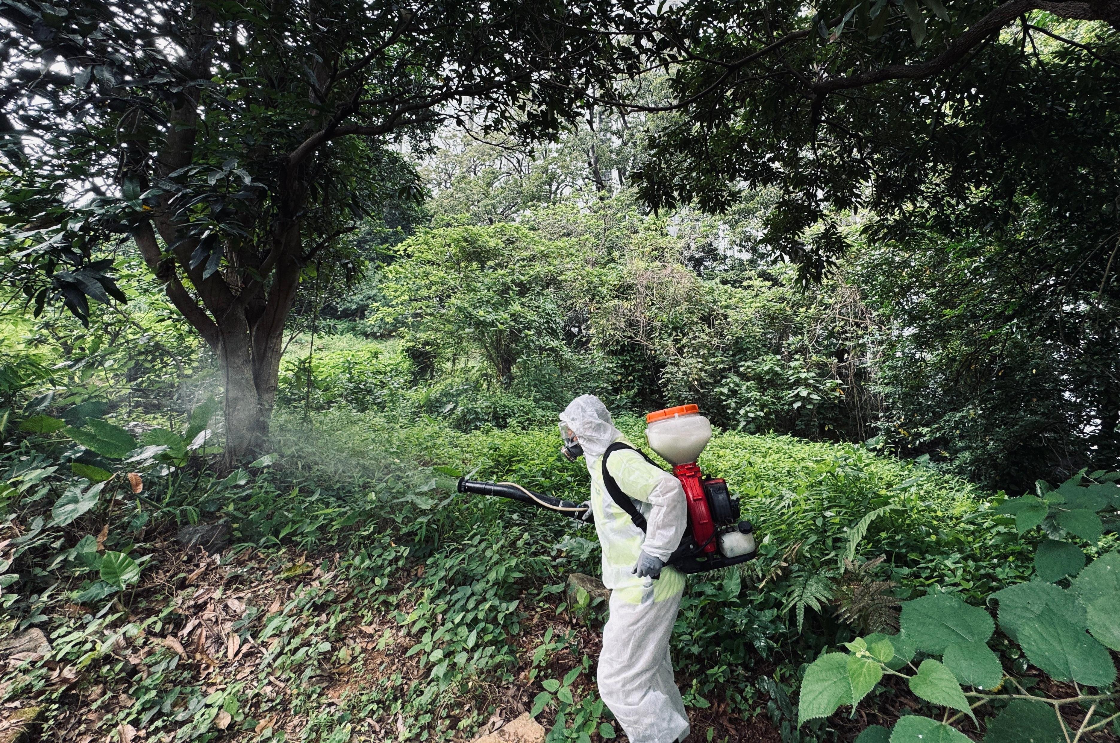 The Food and Environmental Hygiene Department (FEHD) today (June 1) released the sixth batch of gravidtrap indexes and density indexes for Aedes albopictus in May, covering 19 survey areas. Photo shows a staff member of the FEHD's contractor conducting a fogging operation to eliminate adult mosquitoes in the vicinity of Tsuen Wan West, Tsuen Wan District.