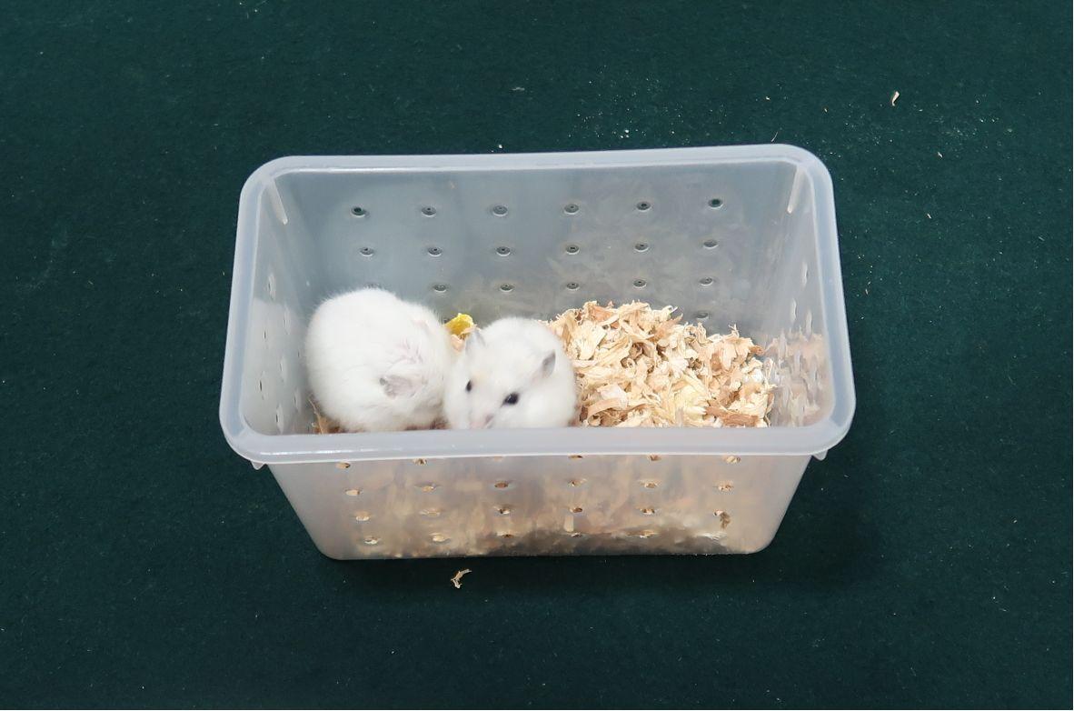 Hong Kong Customs today (June 1) detected a suspected case of illegal importing of animals at the Shenzhen Bay Control Point. Two suspected illegally imported live hamsters with a total estimated market value of about $40 were seized. Photo shows the suspected illegally imported live hamsters seized.