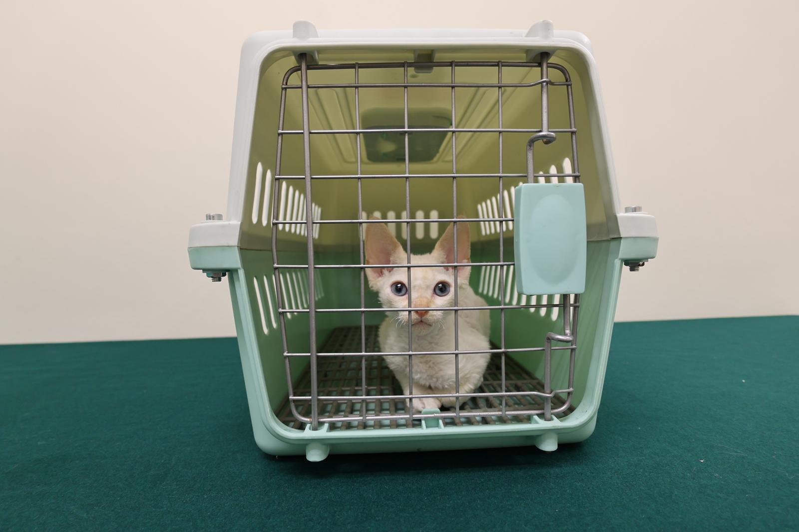 Hong Kong Customs today (June 1) detected a suspected case of illegal importing of animal at the Lok Ma Chau Spur Line Control Point. One suspected illegally imported live cat with an estimated market value of about $20,000 was seized. Photo shows the suspected illegally imported live cat seized.