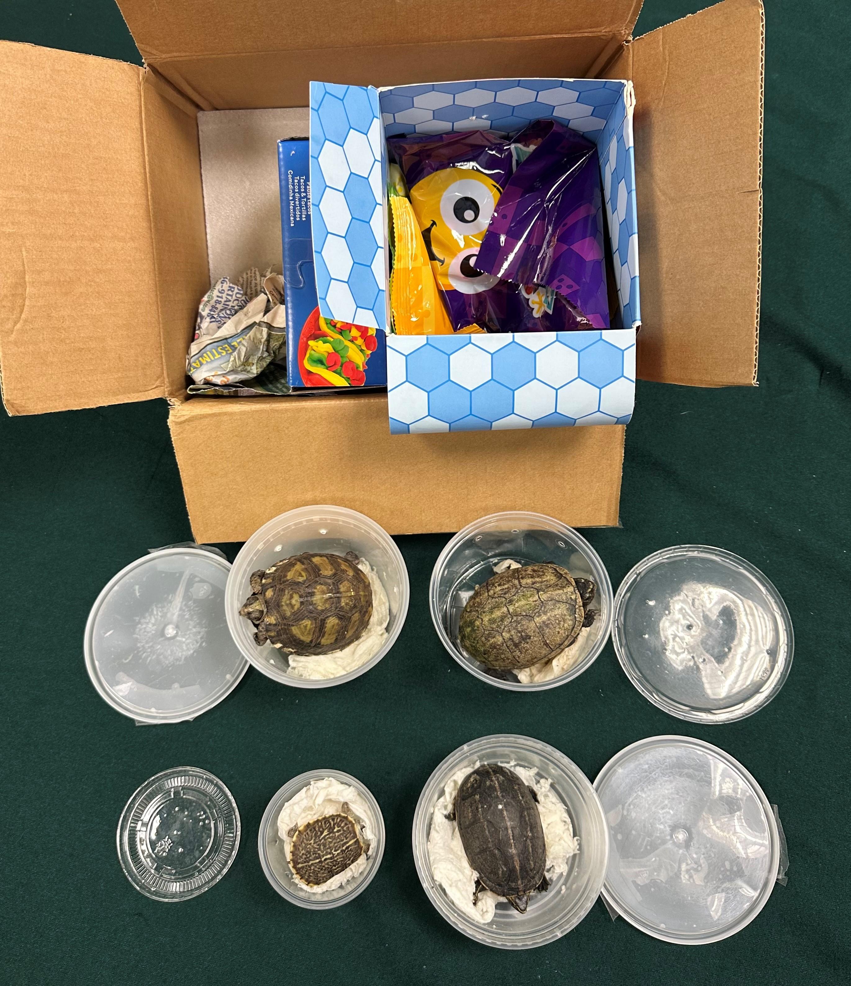 Hong Kong Customs yesterday (June 4) seized eight live turtles of suspected scheduled endangered species with an estimated market value of about $19,000 at Hong Kong International Airport. Photo shows some of the suspected scheduled endangered live turtles seized.