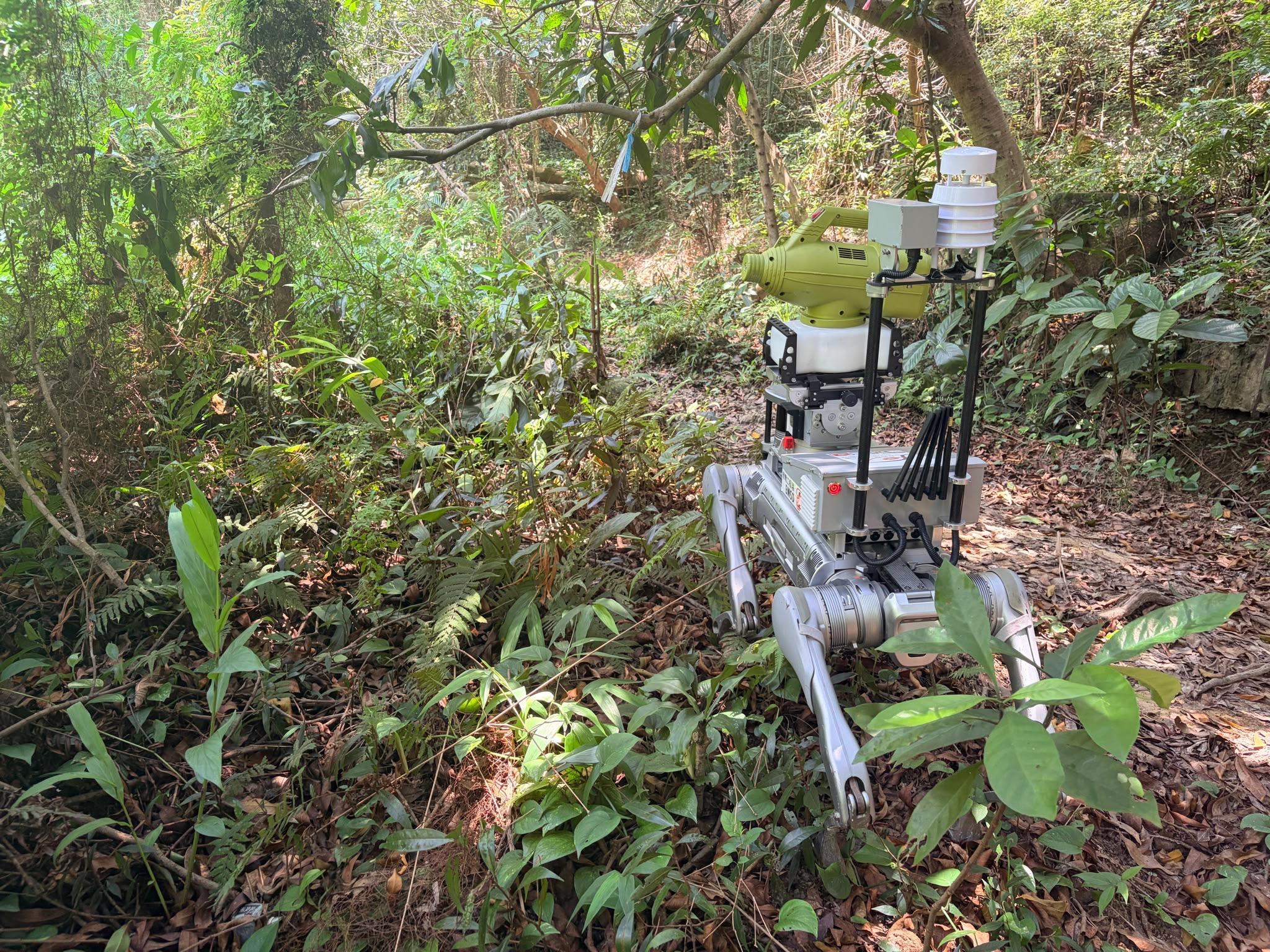 The Food and Environmental Hygiene Department today (June 5) released the eighth batch of gravidtrap indexes and density indexes for Aedes albopictus in May, covering six survey areas. Photo shows a robotic dog carrying out an anti-mosquito fogging operation at a woodland in Tsing Yi North, Kwai Tsing District.