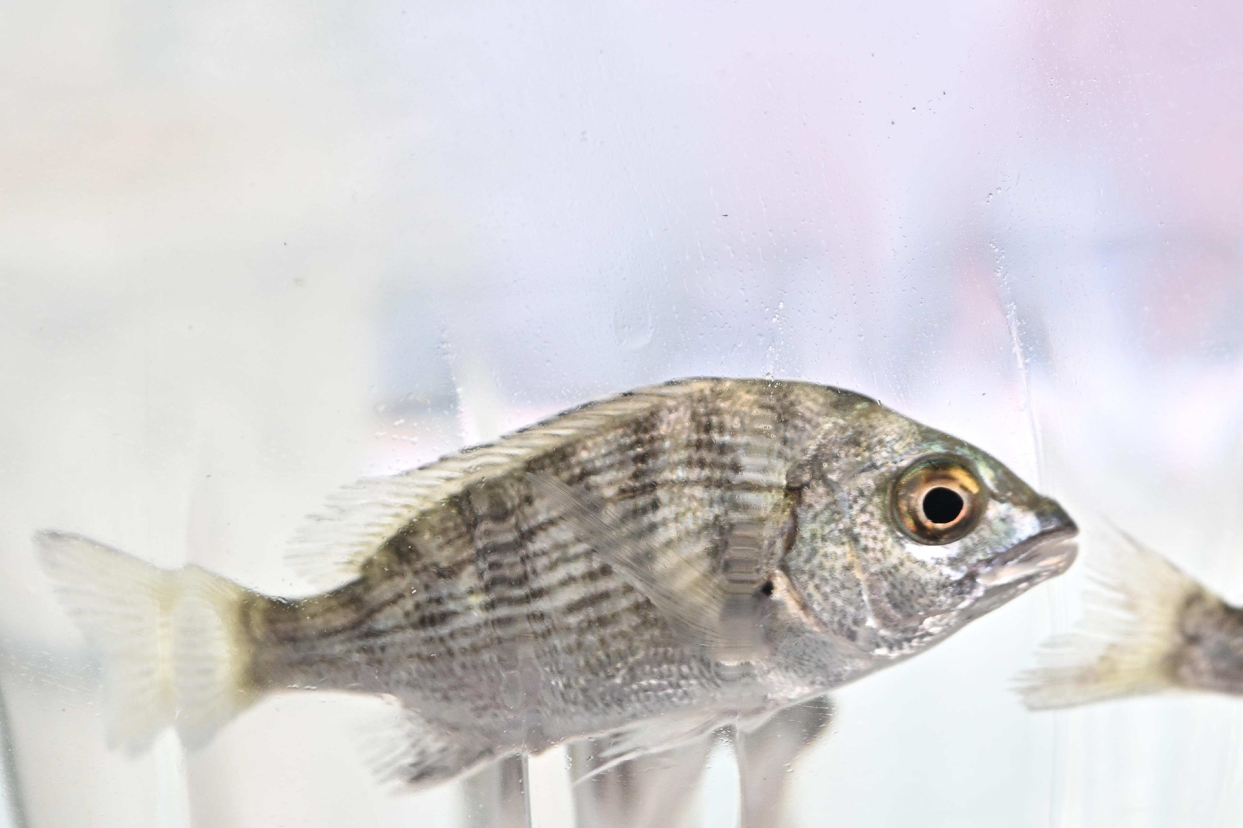 To mark the National Fish Releasing Day, the Agriculture, Fisheries and Conservation Department today (June 6) co-organised restocking activities with various local organisations and released juvenile fish in different waters of Hong Kong, with an aim to restore and enhance aquatic resources as well as to deepen public understanding about restocking. Photo shows black seabream (Acanthopagrus schlegelii) juveniles for release.