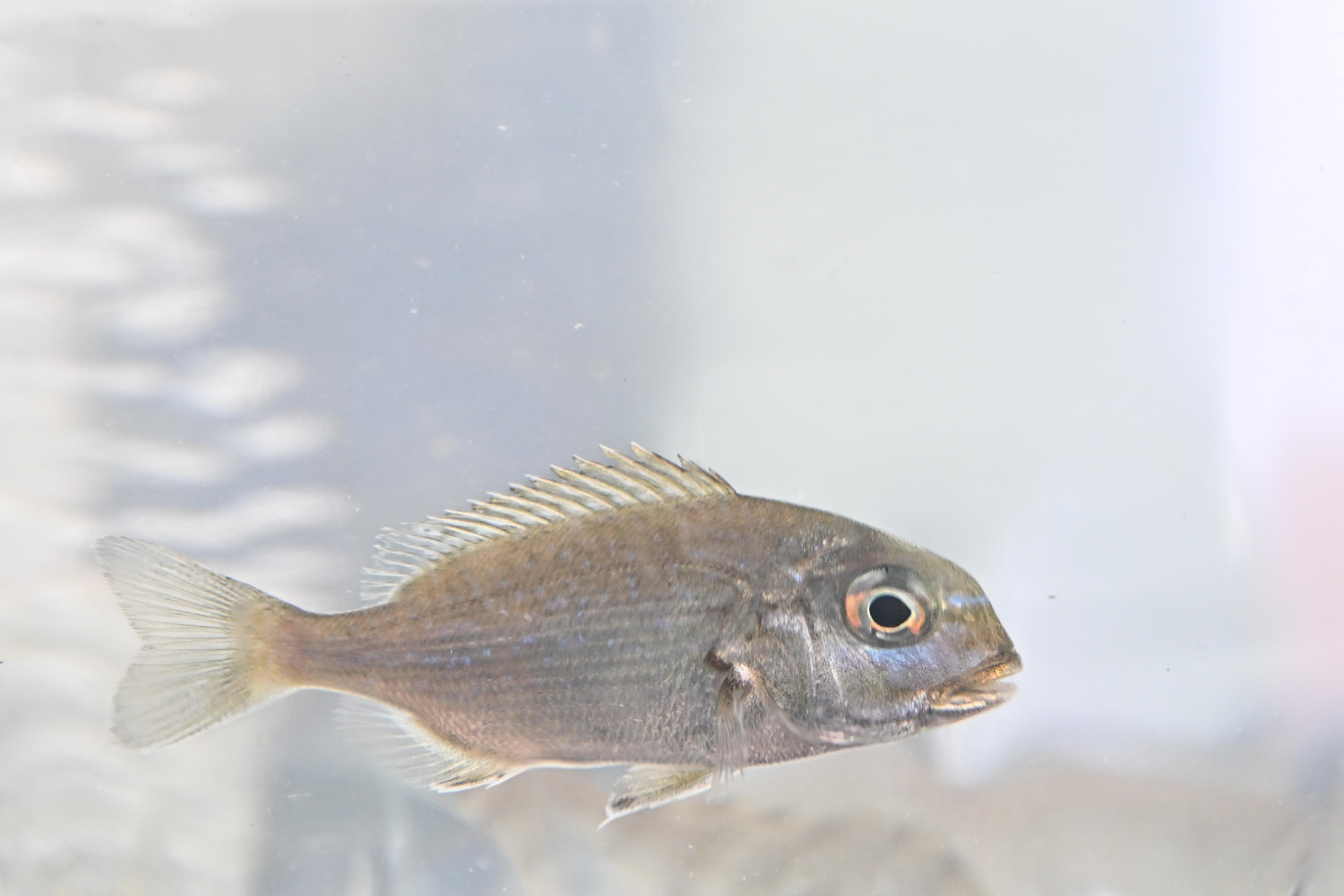 To mark the National Fish Releasing Day, the Agriculture, Fisheries and Conservation Department today (June 6) co-organised restocking activities with various local organisations and released juvenile fish in different waters of Hong Kong, with an aim to restore and enhance aquatic resources as well as to deepen public understanding about restocking. Photo shows red seabream (Pagrus major) juveniles for release.
