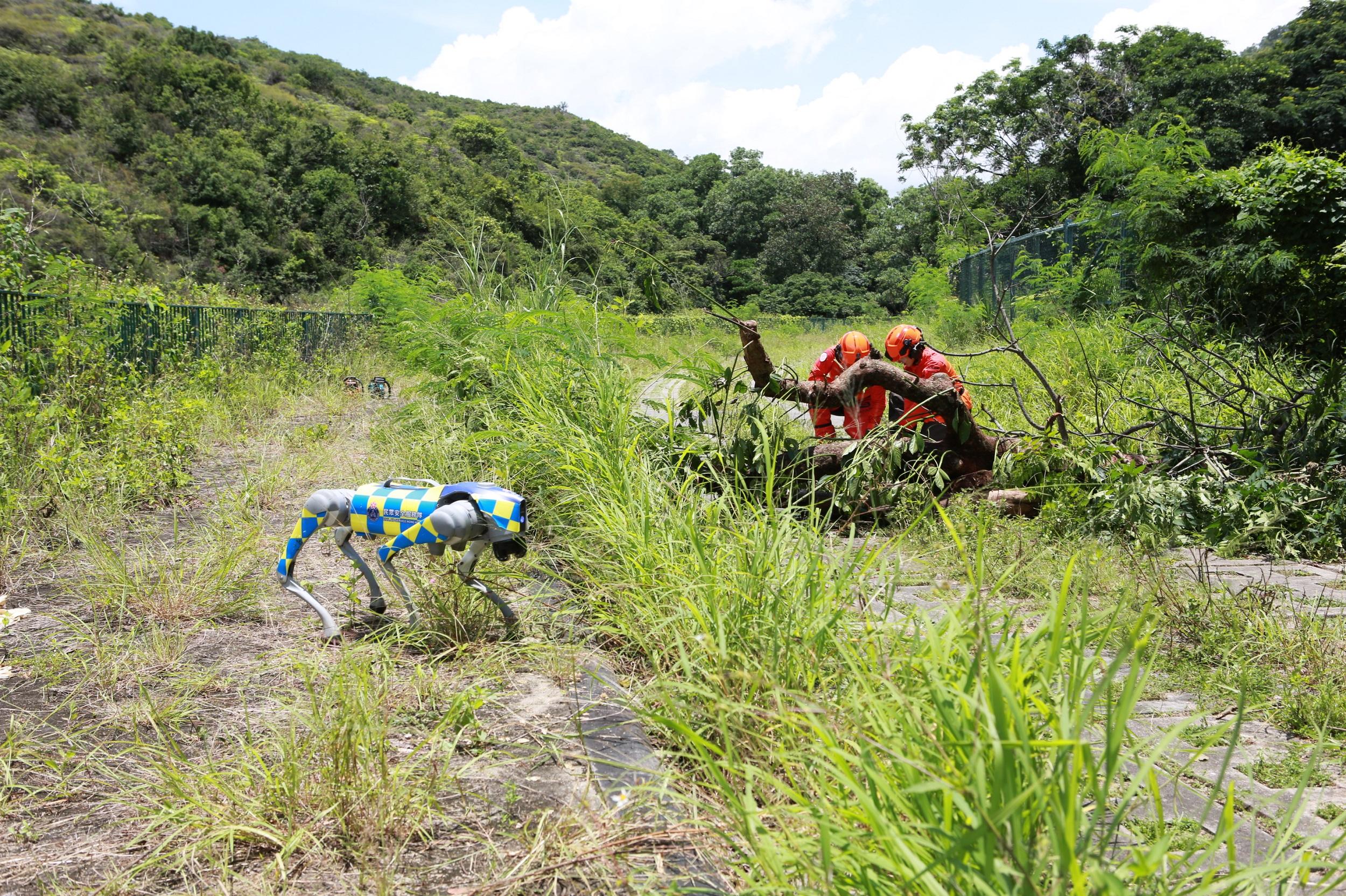 The Civil Aid Service organised an exercise today (June 7) to enhance its response and rescue capabilities during extreme weather. Photo shows a robotic dog operating during a rescue operation.