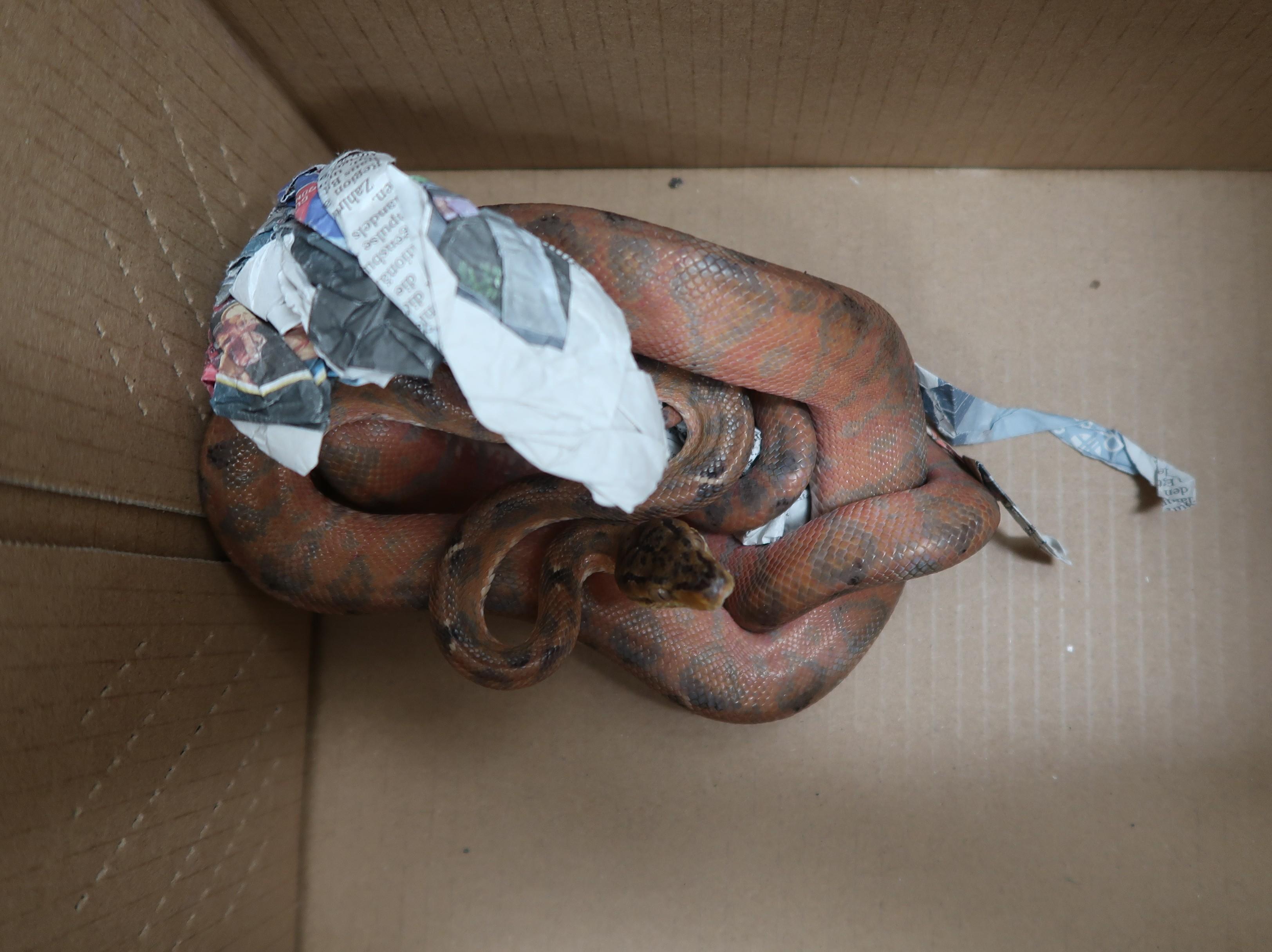 Hong Kong Customs yesterday (June 9) seized seven snakes, 19 lizards and five turtles of suspected endangered species, with a total estimated market value of about $173,800, at Hong Kong International Airport. Photo shows one of the snakes of suspected endangered species seized.