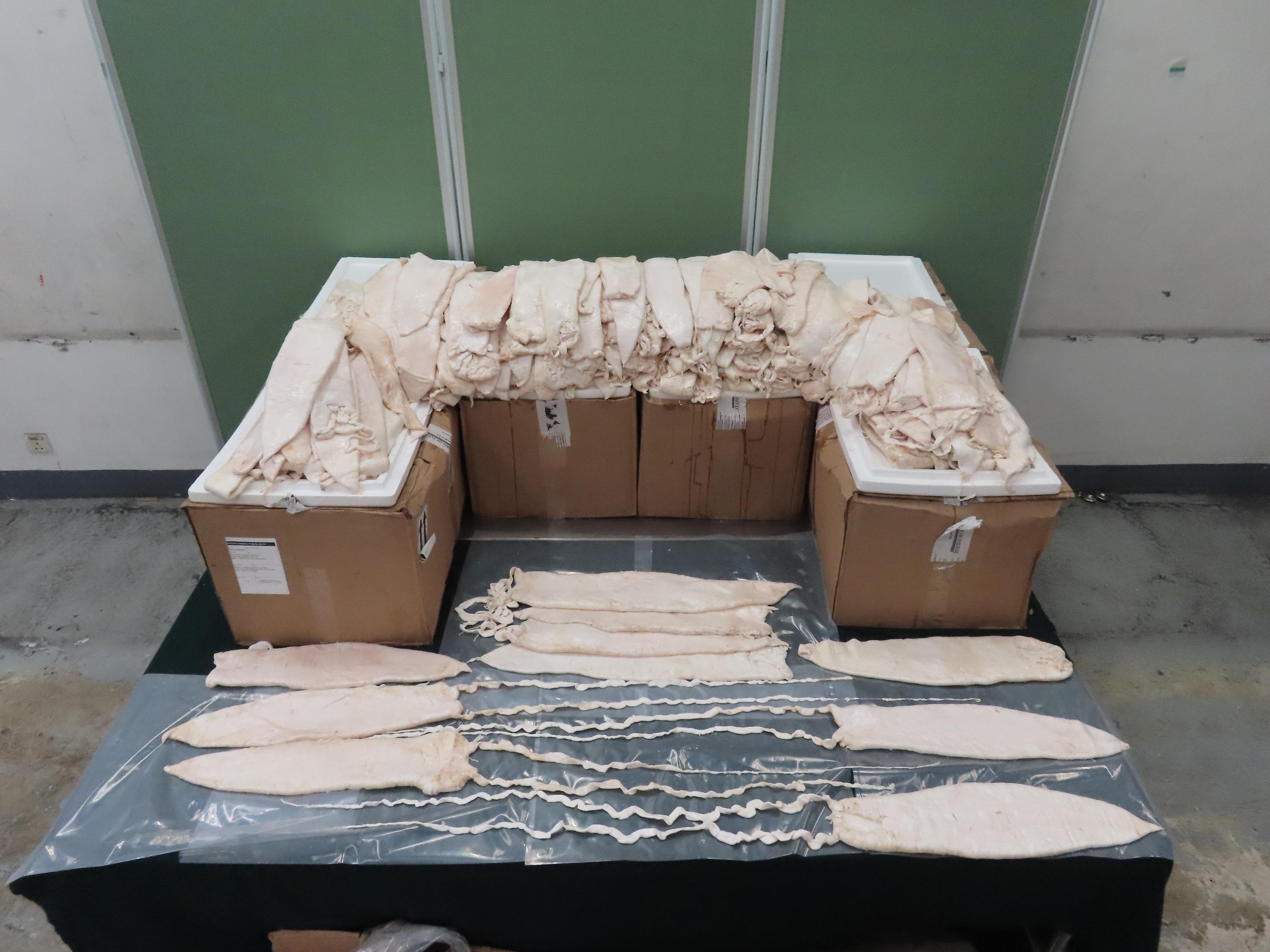 Hong Kong Customs yesterday (June 10) seized about 149 kilograms of suspected fresh fish maws of scheduled totoaba, with an estimated market value of about $23.8 million, at Hong Kong International Airport. Photo shows the suspected fresh fish maws of scheduled totoaba seized.