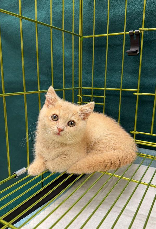 香港海關今日(六月十一日)在羅湖管制站偵破一宗懷疑非法進口動物的案件,檢獲一隻懷疑非法進口活貓,估計市值約一萬五千元。圖示檢獲的懷疑非法進口活貓。