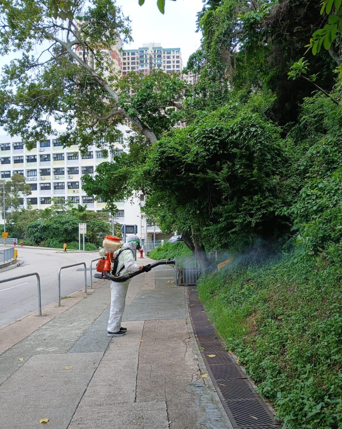 The Food and Environmental Hygiene Department (FEHD) today (June 16) released the third batch of gravidtrap indexes and density indexes for Aedes albopictus in June, covering 19 survey areas. Photo shows a staff member of the FEHD’s contractor conducting a fogging operation to eliminate adult mosquitoes in the vicinity of Pok Fu Lam, Southern District.