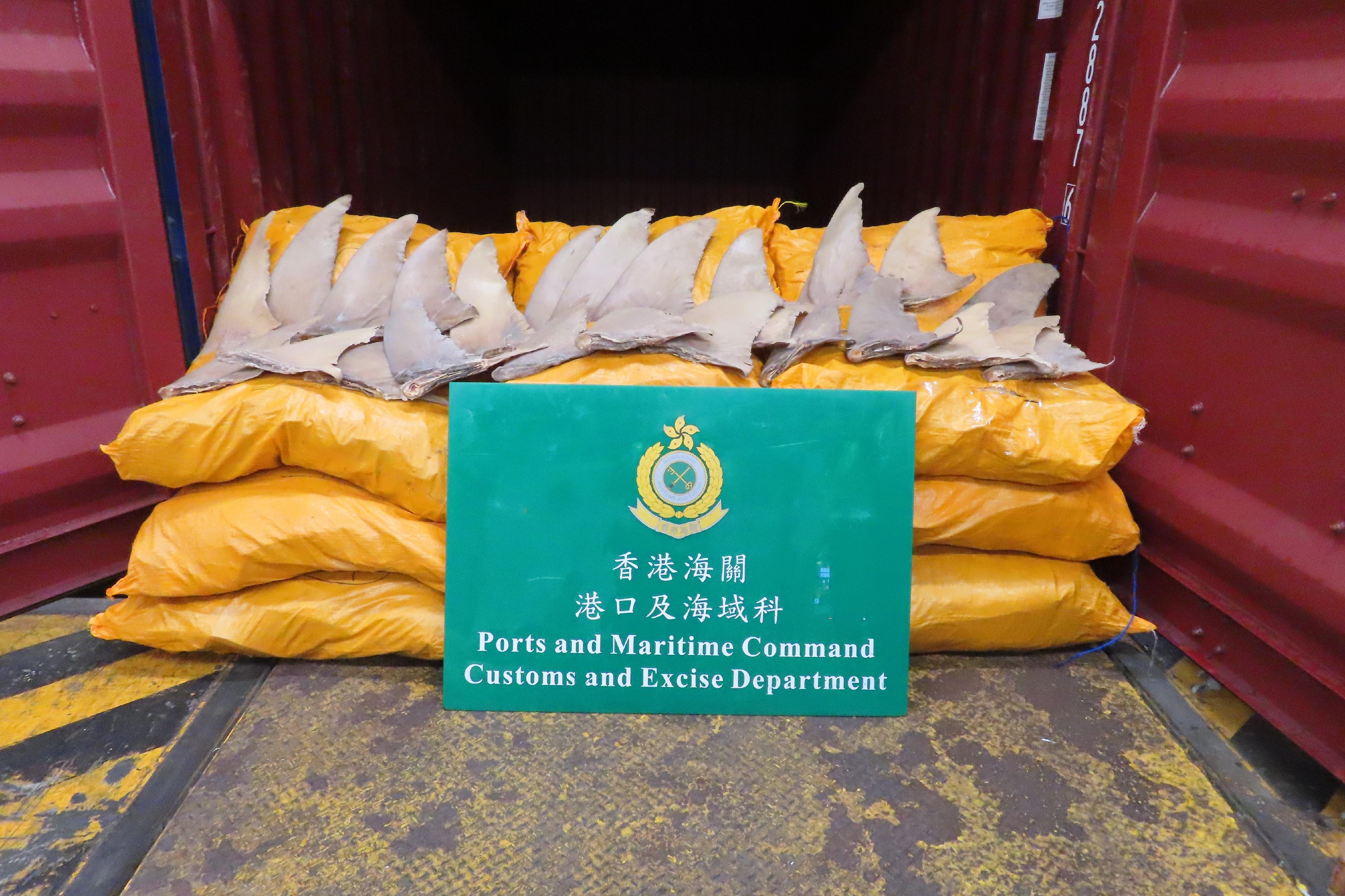 香港海關昨日(六月十六日)檢獲約二百四十公斤懷疑受管制犁頭鰩乾魚翅,估計市值約五十萬元。圖示檢獲的部分懷疑受管制犁頭鰩乾魚翅。