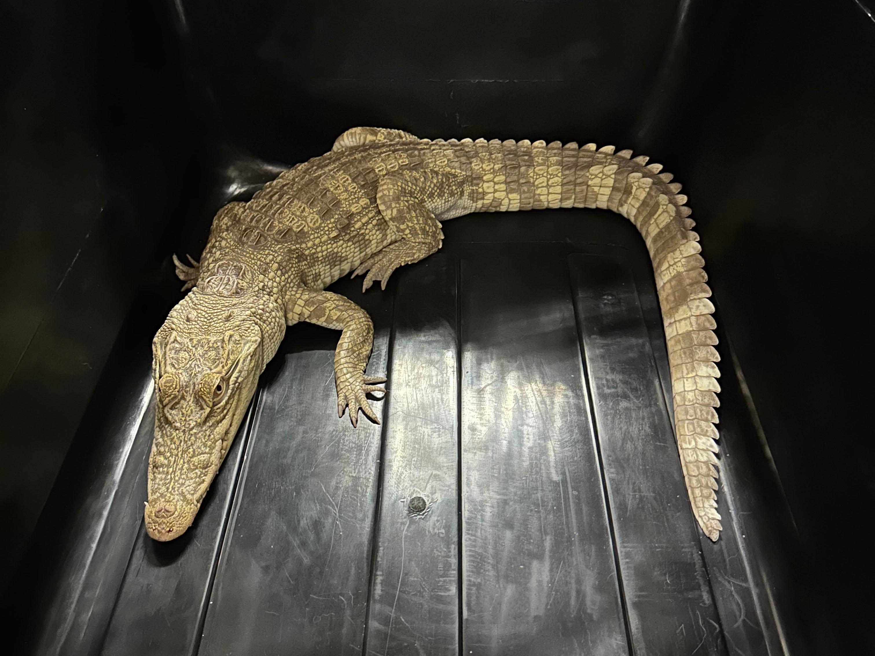The Agriculture, Fisheries and Conservation Department and the Hong Kong Police Force mounted a joint raid today (June 25) at a unit on Tai Po Road, Sham Shui Po. Together with a crocodile seized earlier, a total of 30 endangered reptiles were seized. Photo shows the seized crocodile.