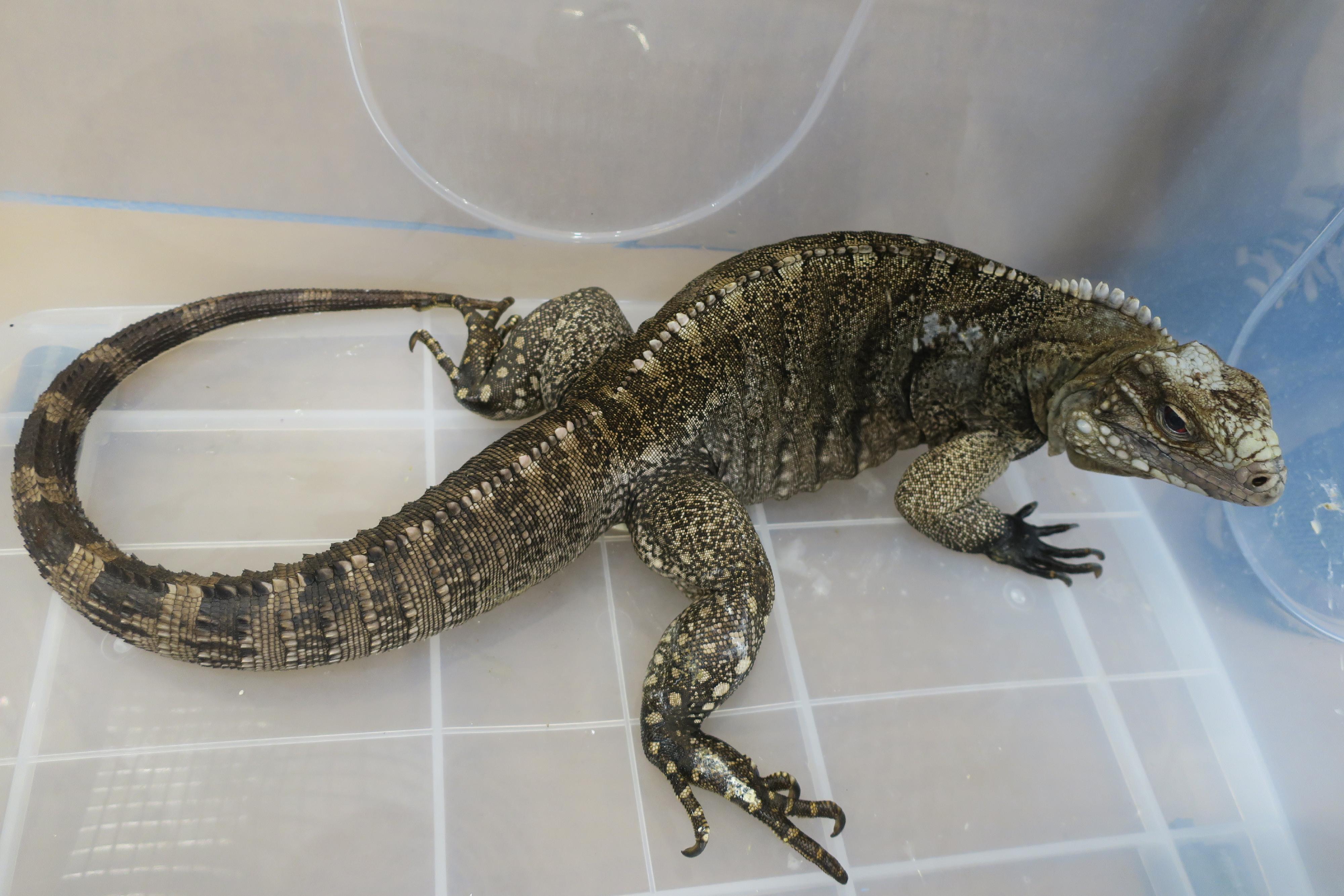 The Agriculture, Fisheries and Conservation Department and the Hong Kong Police Force mounted a joint raid today (June 25) at a unit on Tai Po Road, Sham Shui Po. Together with a crocodile seized earlier, a total of 30 endangered reptiles were seized. Photo shows one of the seized rock iguanas.