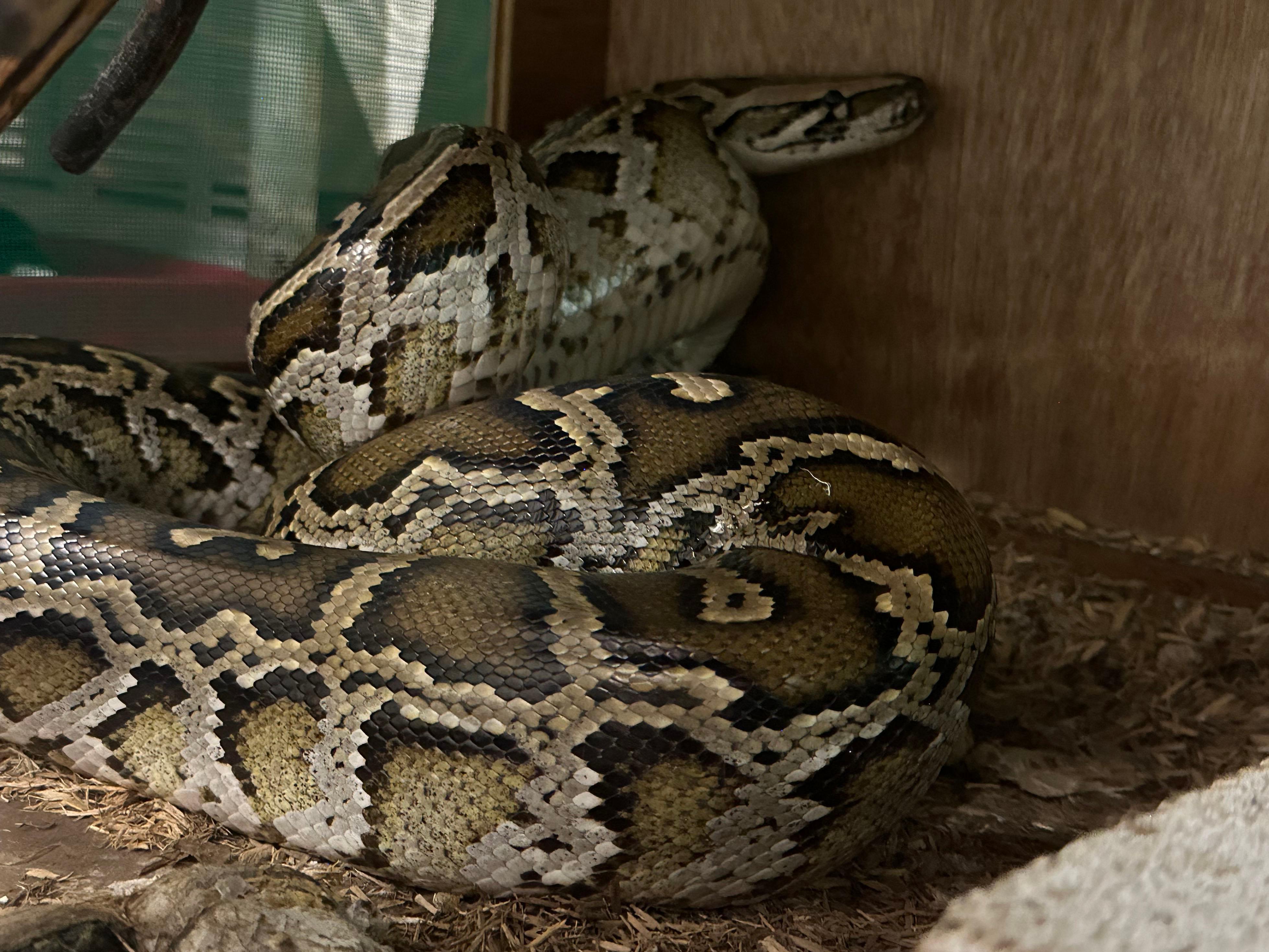 The Agriculture, Fisheries and Conservation Department and the Hong Kong Police Force mounted a joint raid today (June 25) at a unit on Tai Po Road, Sham Shui Po. Together with a crocodile seized earlier, a total of 30 endangered reptiles were seized. Photo shows the seized Burmese python.
