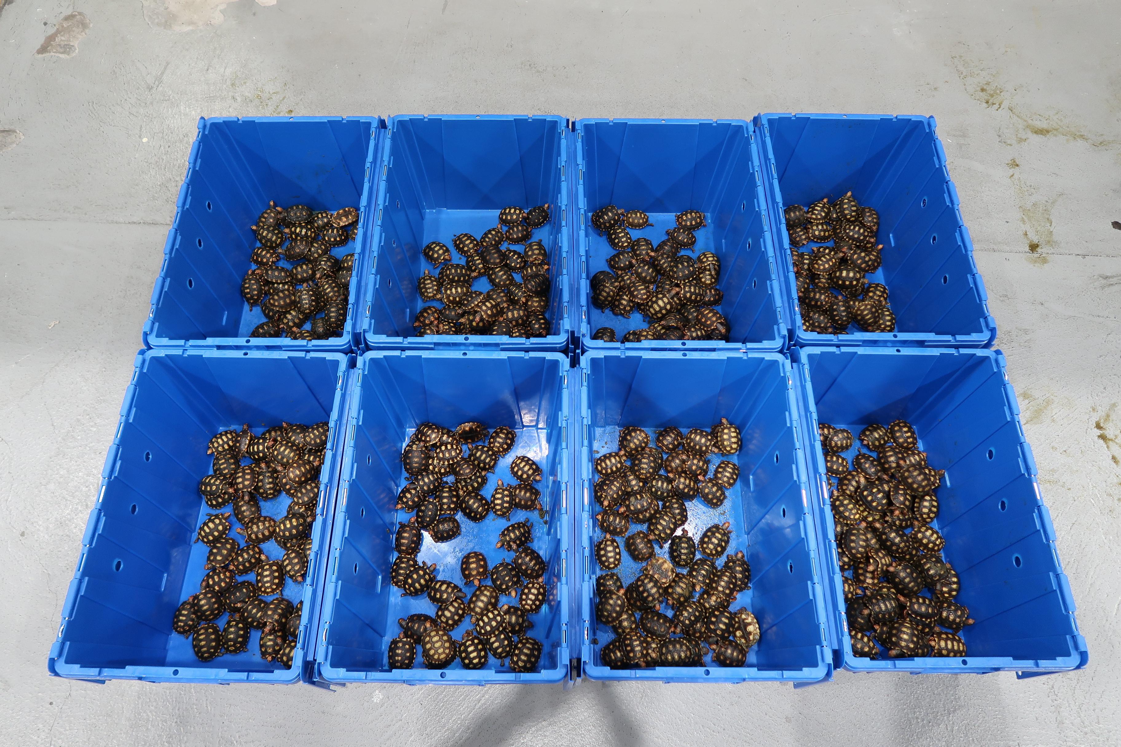 Hong Kong Customs on June 26 detected a smuggling case involving a cross-boundary private car at the Shenzhen Bay Control Point and seized 386 live turtles, 27 live snakes and two live lizards of suspected scheduled endangered species, with a total estimated market value of about $625,000. Photo shows the live turtles of suspected scheduled endangered species seized.


