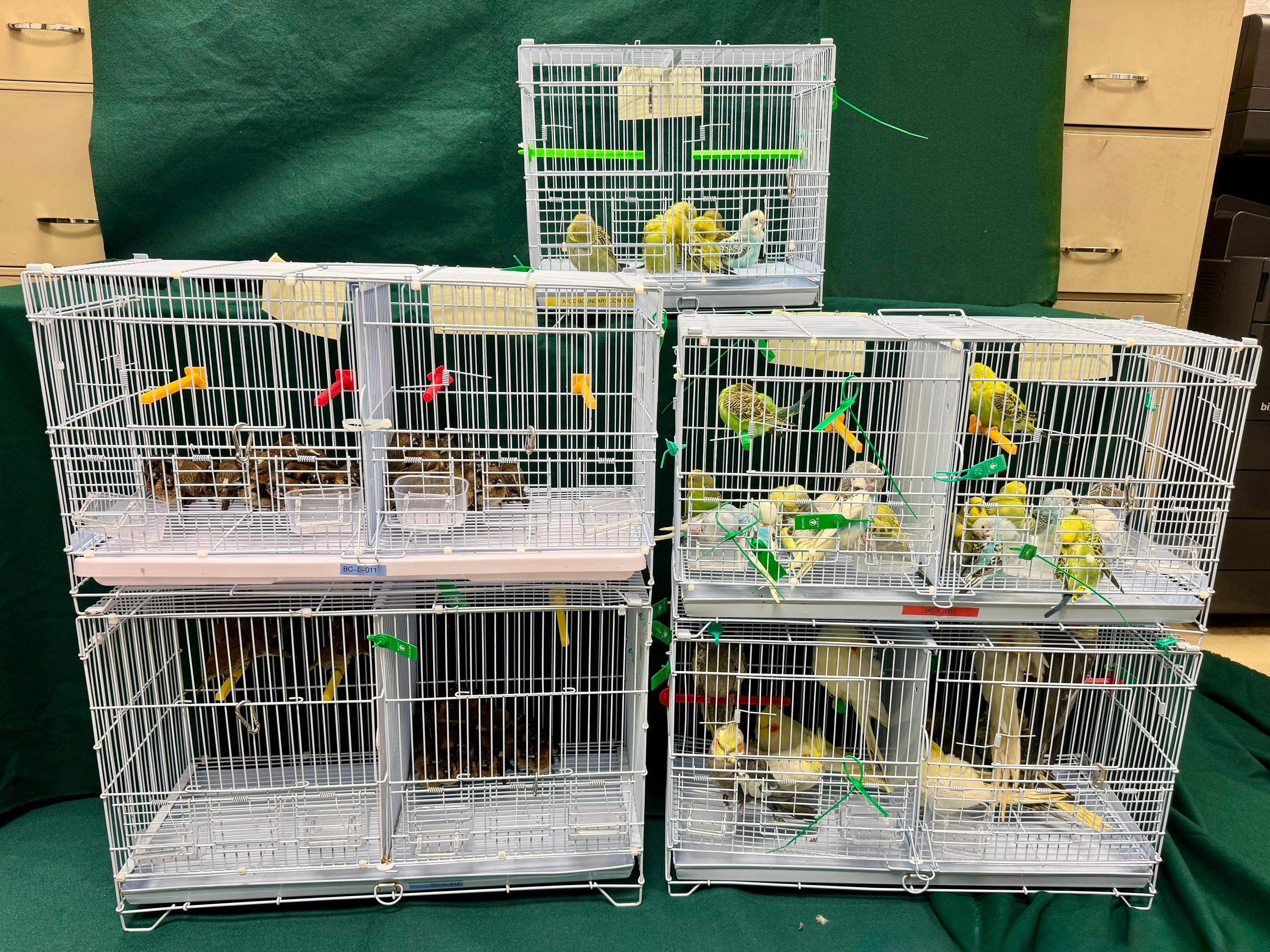 Hong Kong Customs yesterday (July 2) seized 136 suspected illegally imported live birds, with an estimated market value of about $6,800, at the Lo Wu Control Point. Photo shows the suspected illegally imported live birds seized.
