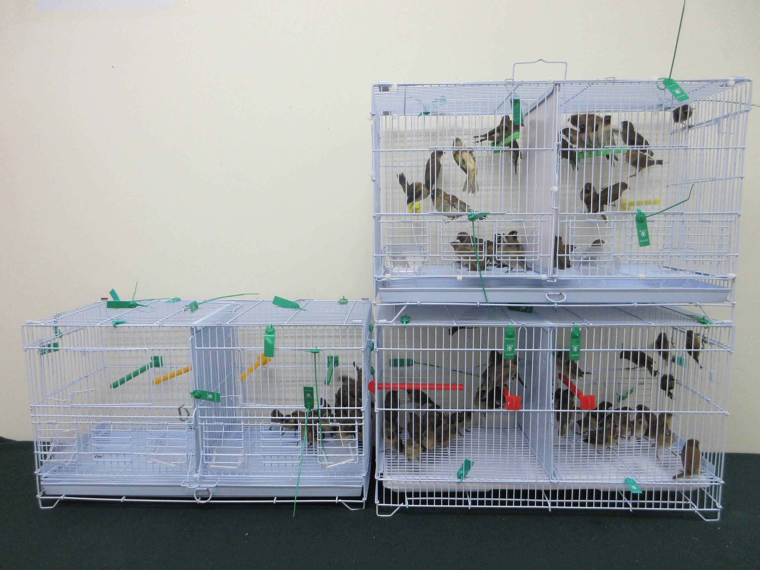 Hong Kong Customs today (July 10) seized 100 suspected illegally imported live birds, with an estimated market value of about $20,000, at the Lok Ma Chau Spur Line Control Point. Photo shows the suspected illegally imported live birds seized.
