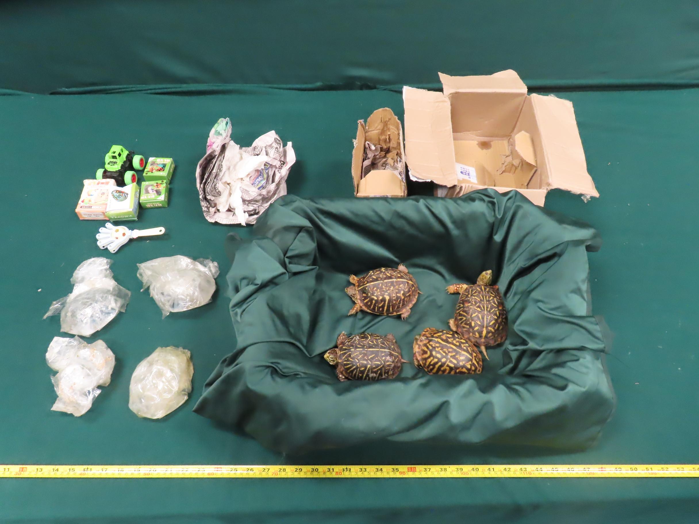Hong Kong Customs seized four live turtles of suspected scheduled endangered species, with an estimated market value of about $40,000, at Hong Kong International Airport on July 10. Photo shows the live turtles of suspected scheduled endangered species seized.