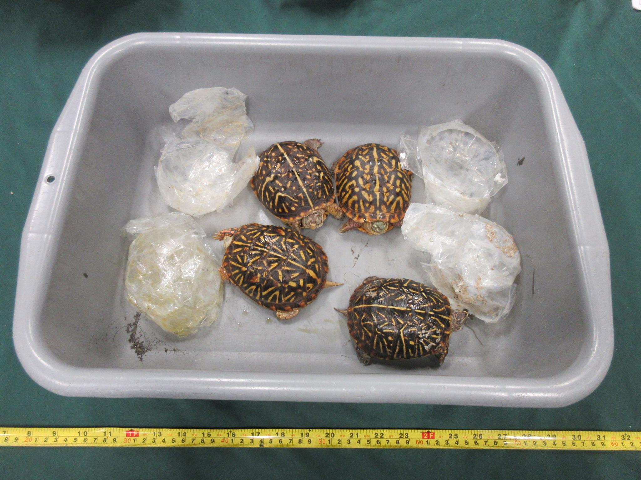 Hong Kong Customs seized four live turtles of suspected scheduled endangered species, with an estimated market value of about $40,000, at Hong Kong International Airport on July 10. Photo shows the batch of live turtles of suspected scheduled endangered species.