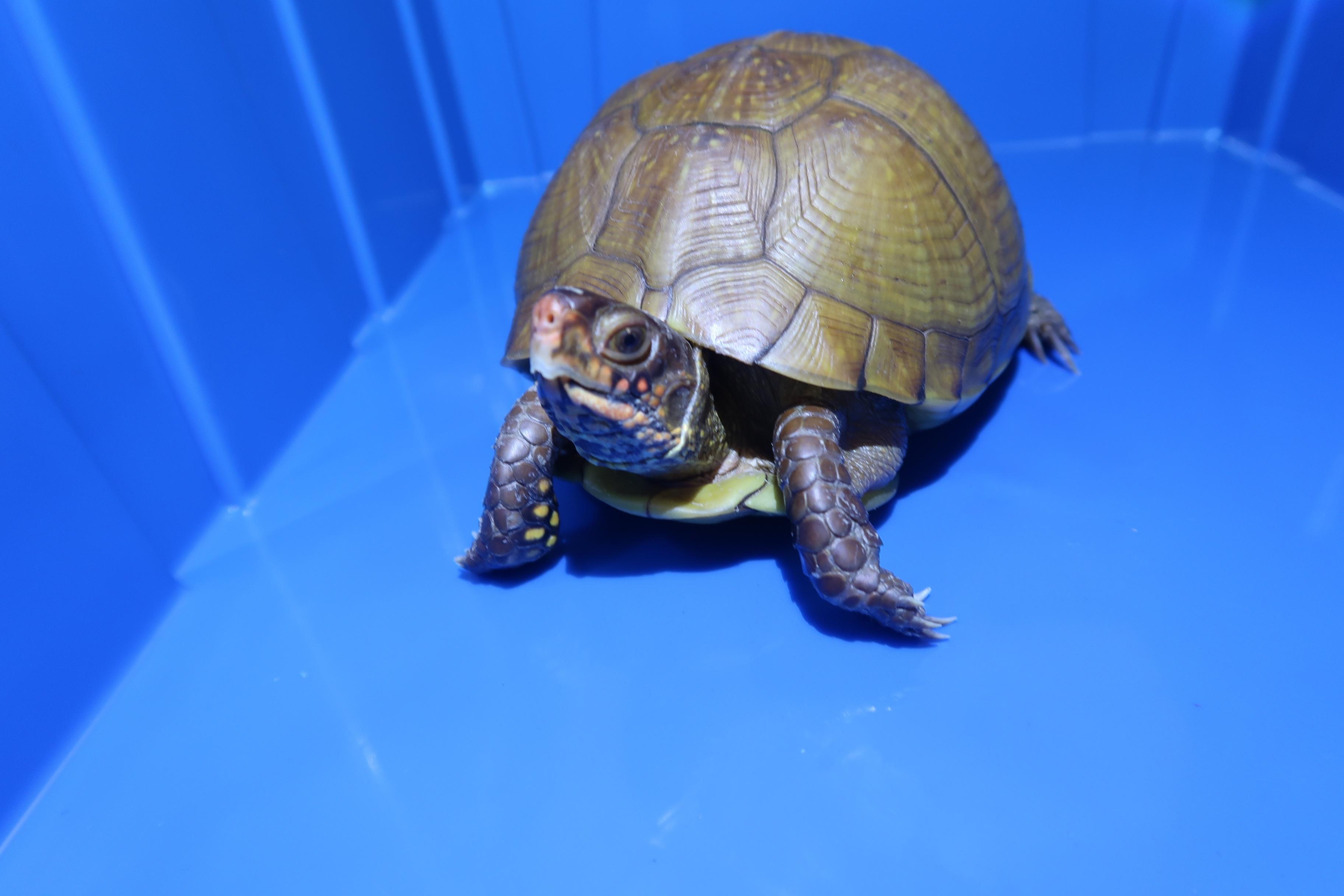Hong Kong Customs on June 25 seized 36 live turtles of a scheduled endangered species with an estimated market value of about $360,000 at the Shenzhen Bay Control Point. Photo shows one of the live turtles of the scheduled endangered species seized.