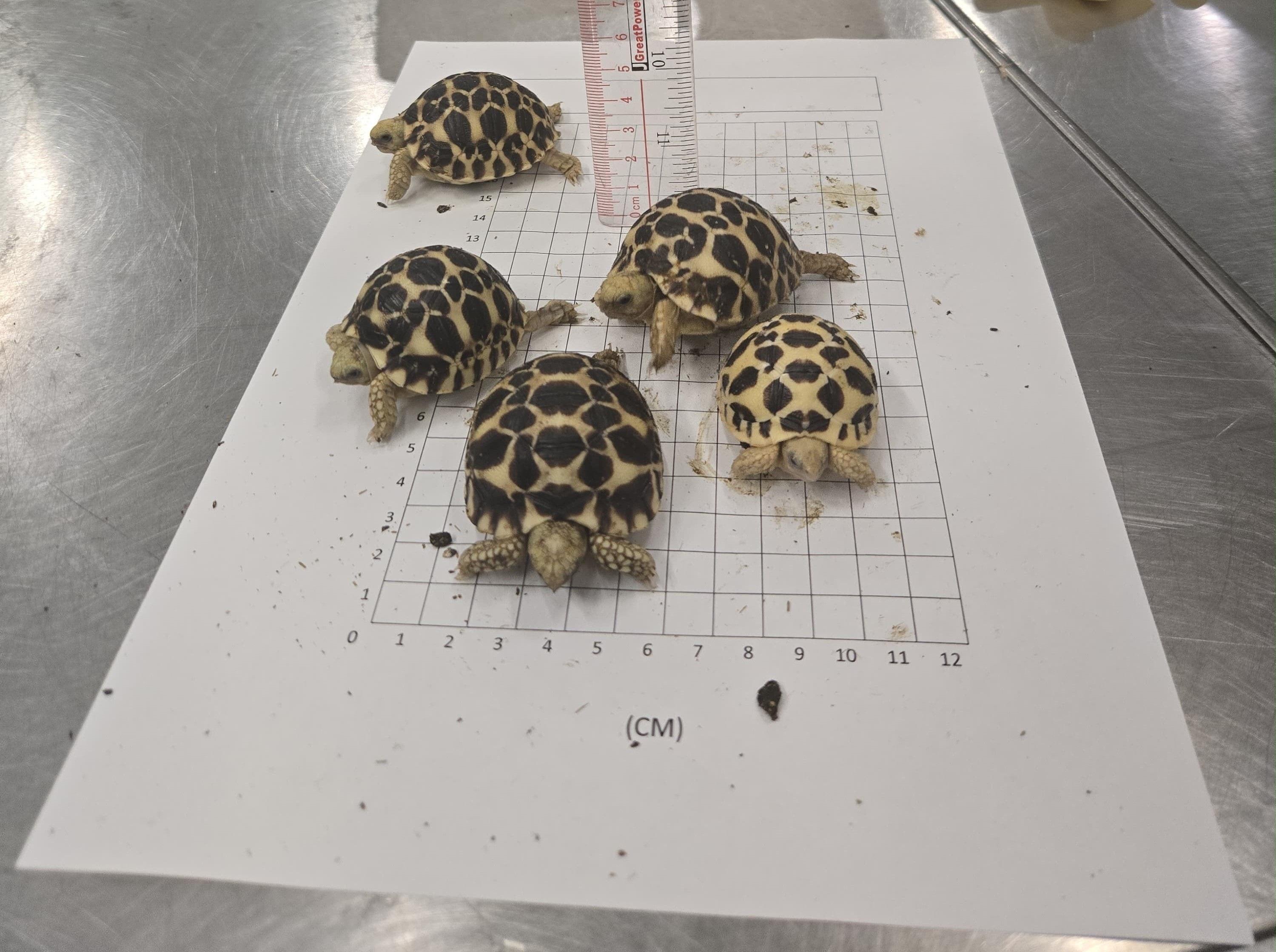 Hong Kong Customs yesterday (July 16) seized 36 live tortoises and eight live lizards of suspected scheduled endangered species at Hong Kong International Airport. Photo shows some of the suspected scheduled endangered live tortoises seized.